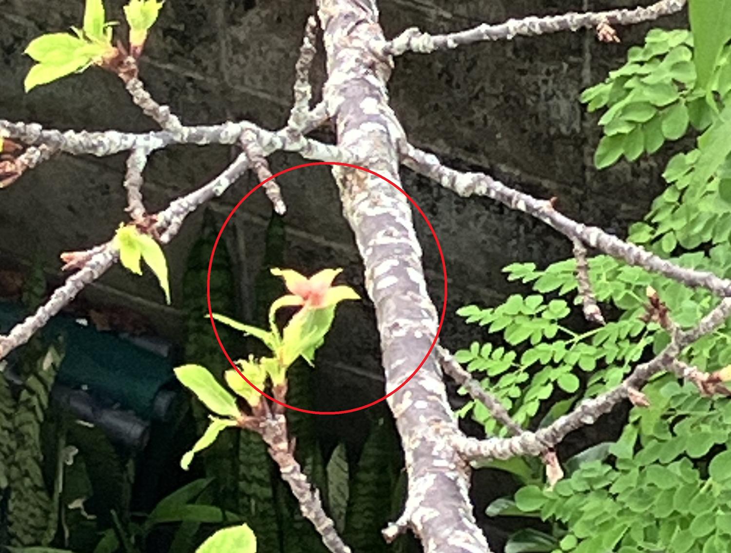 上から撮った桜の花