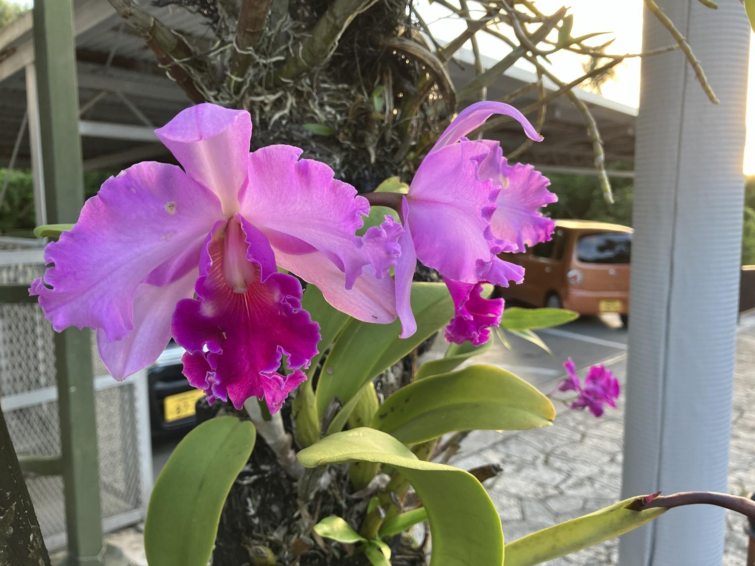 カトレアの花が咲く