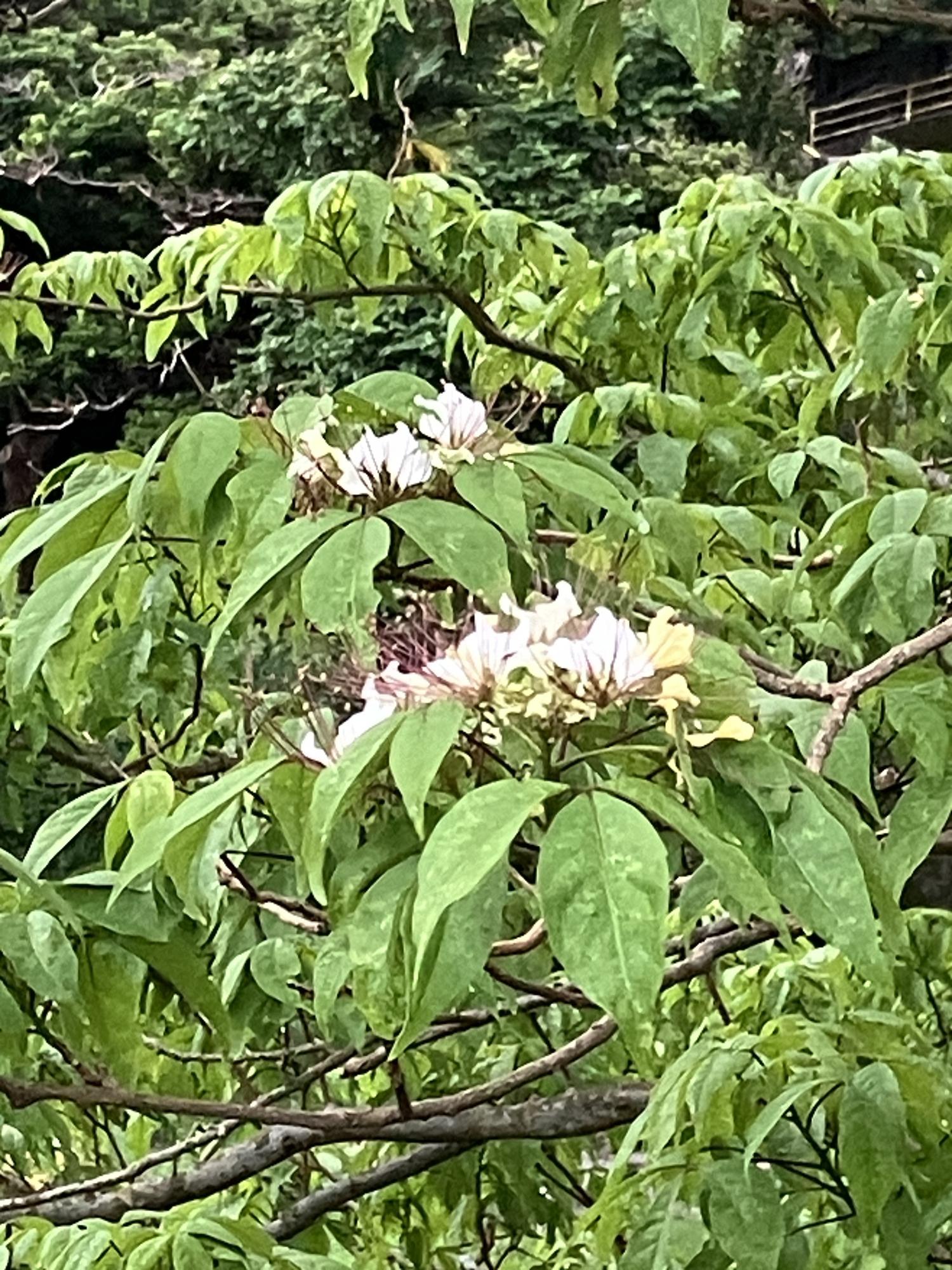 ツマベニチョウの育つ花ギョボク