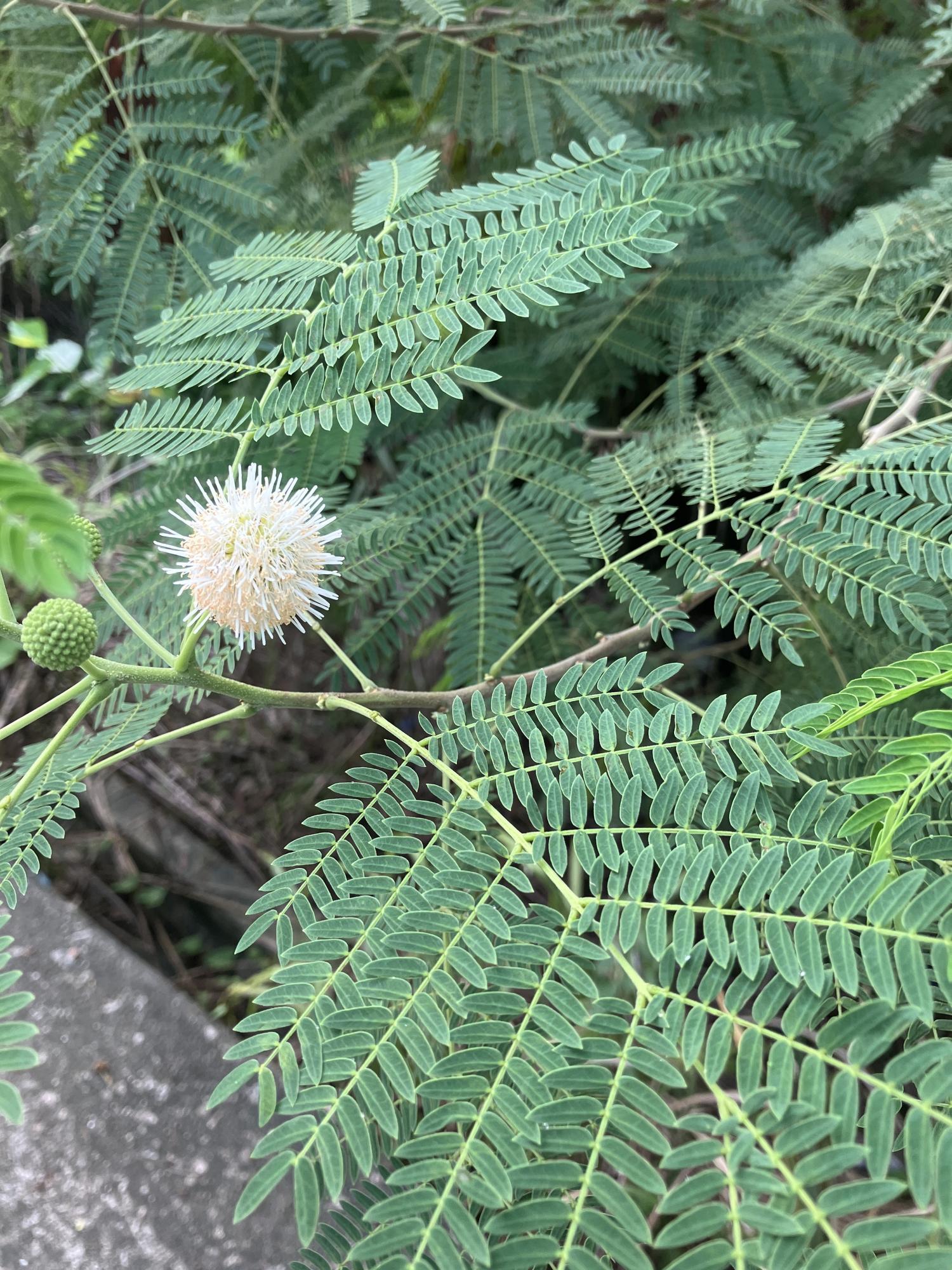 ギンネムの白い花