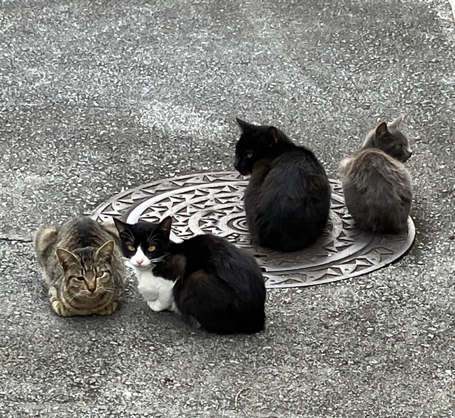 マンホール蓋にかたまっている猫ども