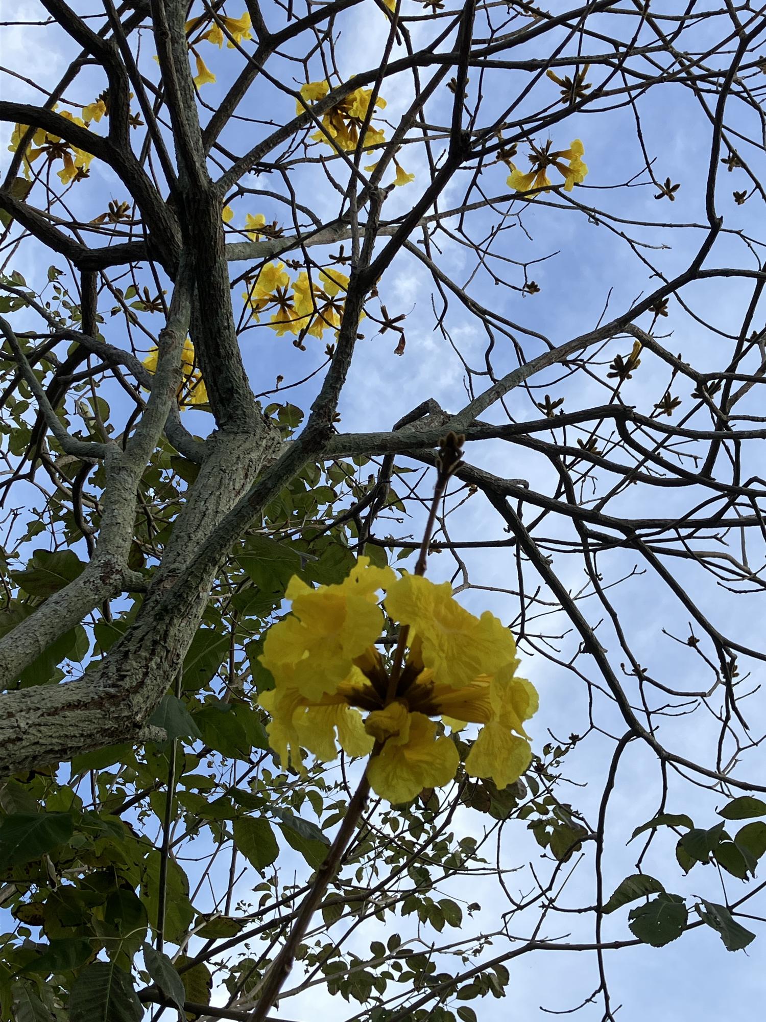 イッペイの花