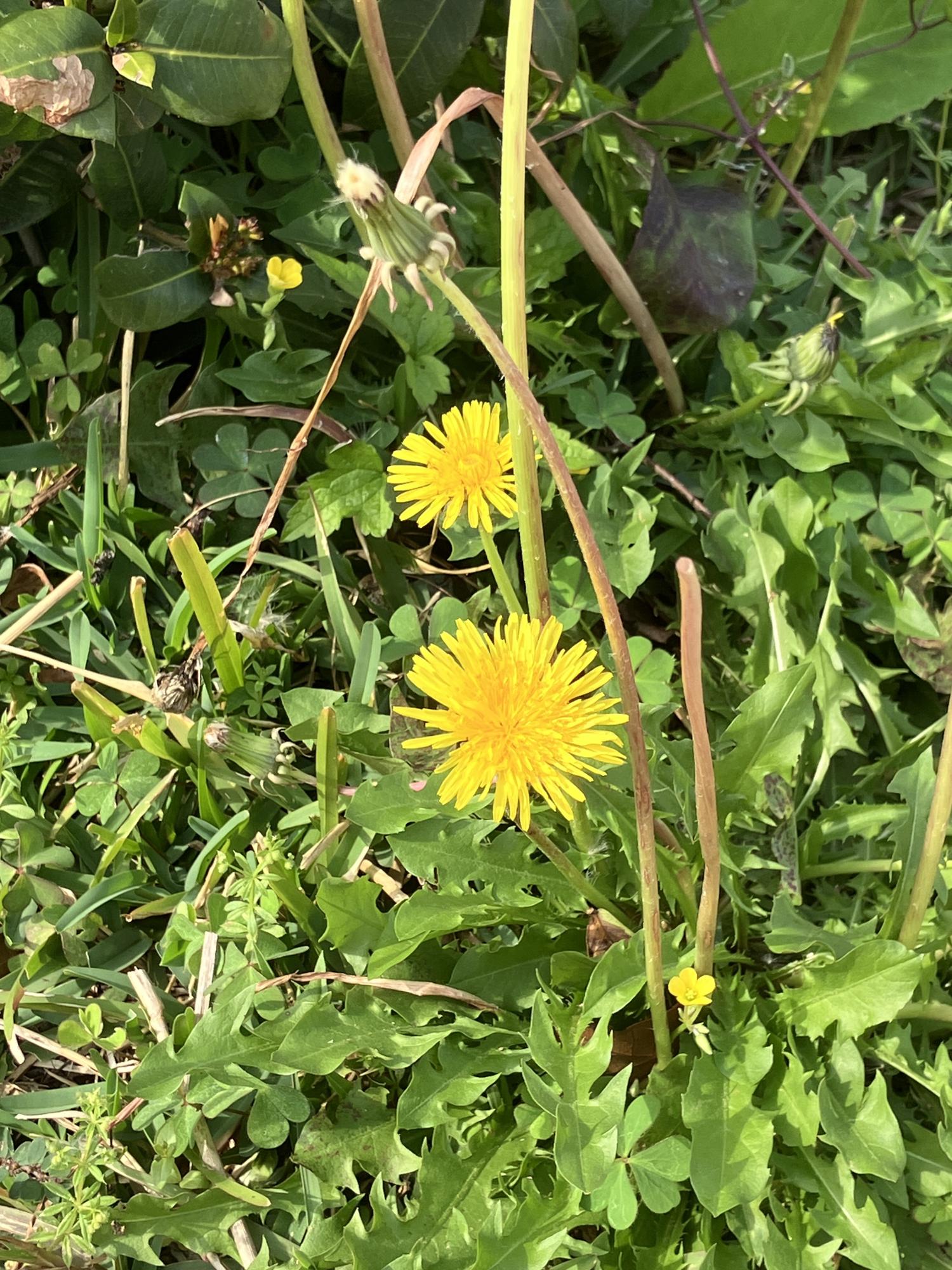 タンポポの花