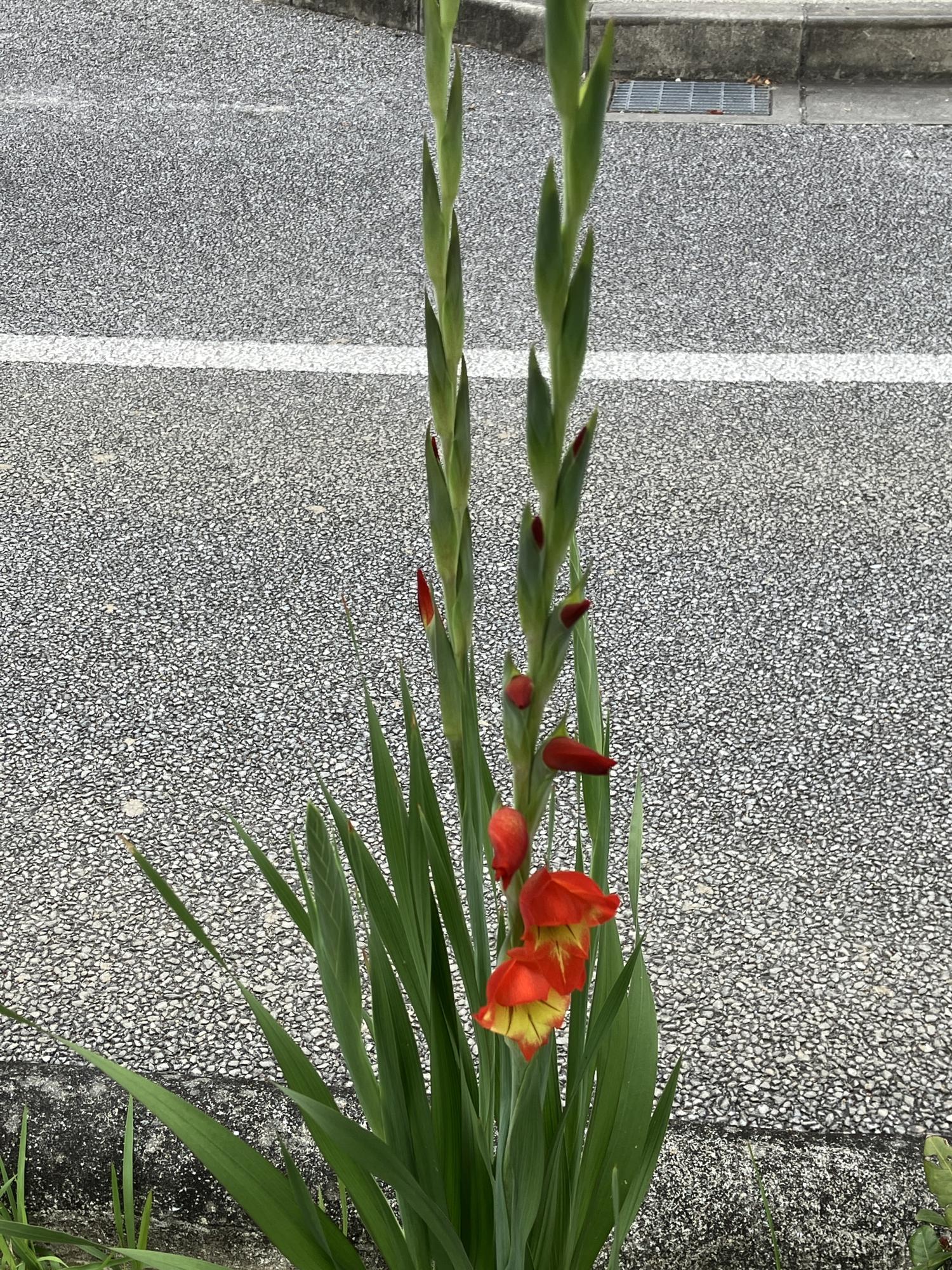 グラジオラスの花