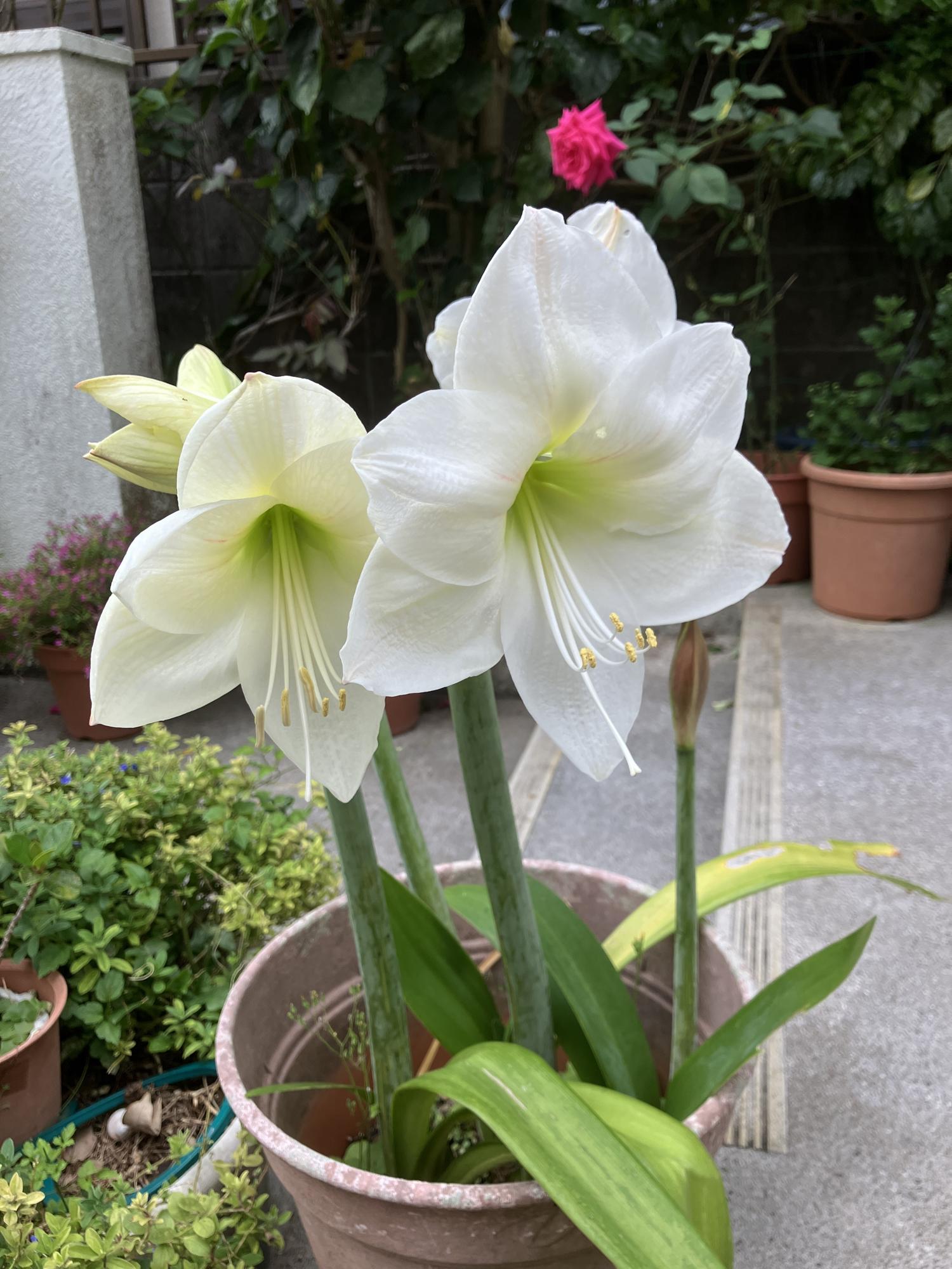 白い花のアマリリス