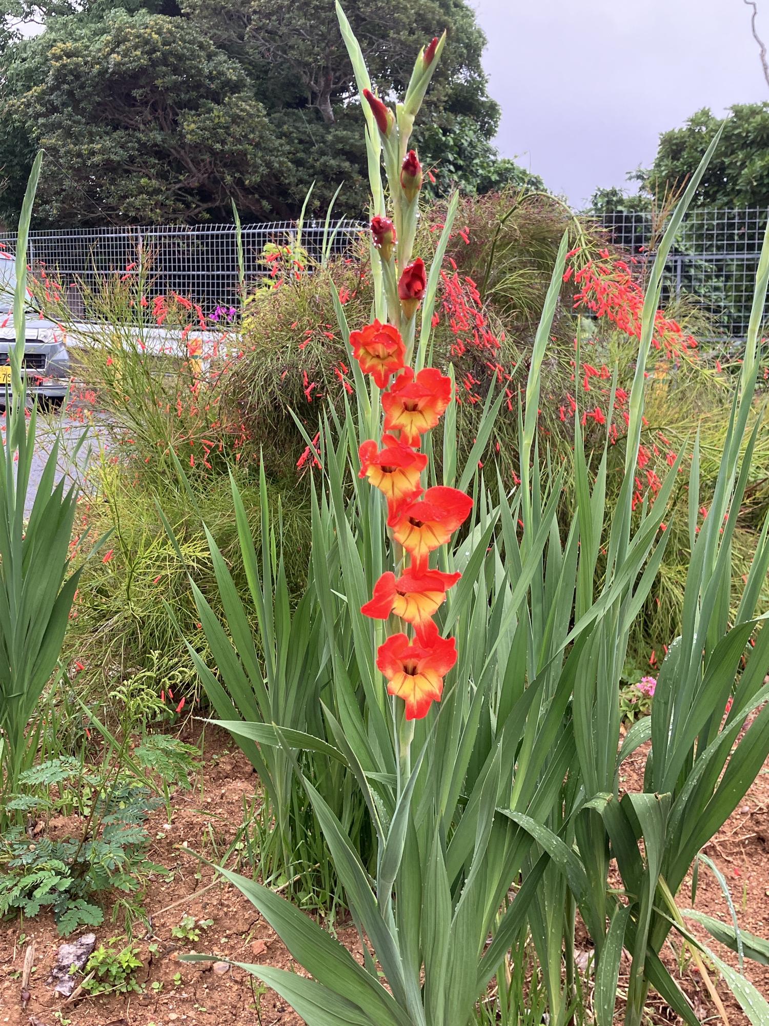花壇のグラジオラス