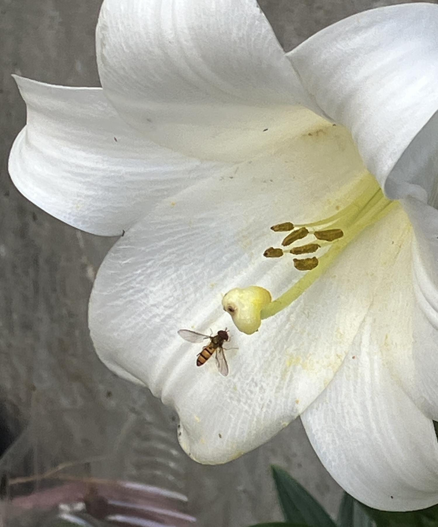 百合の花に虫が
