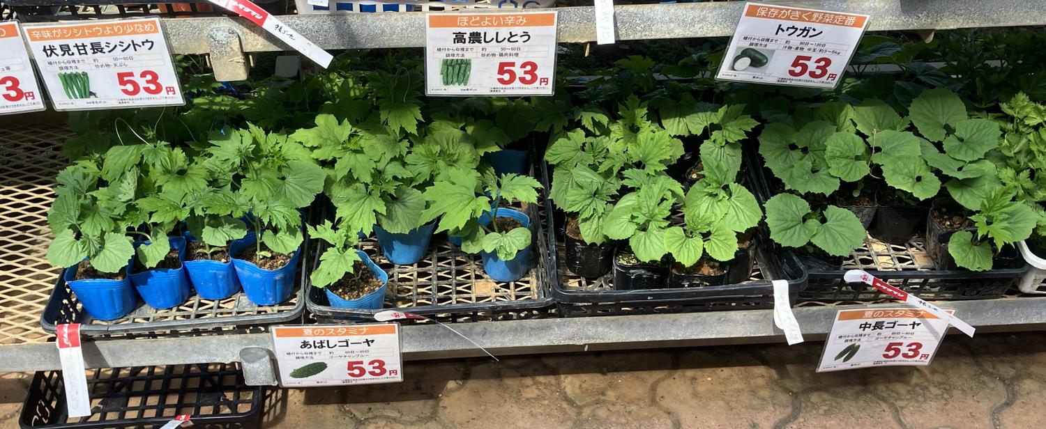 ゴヤーの苗は売っていた