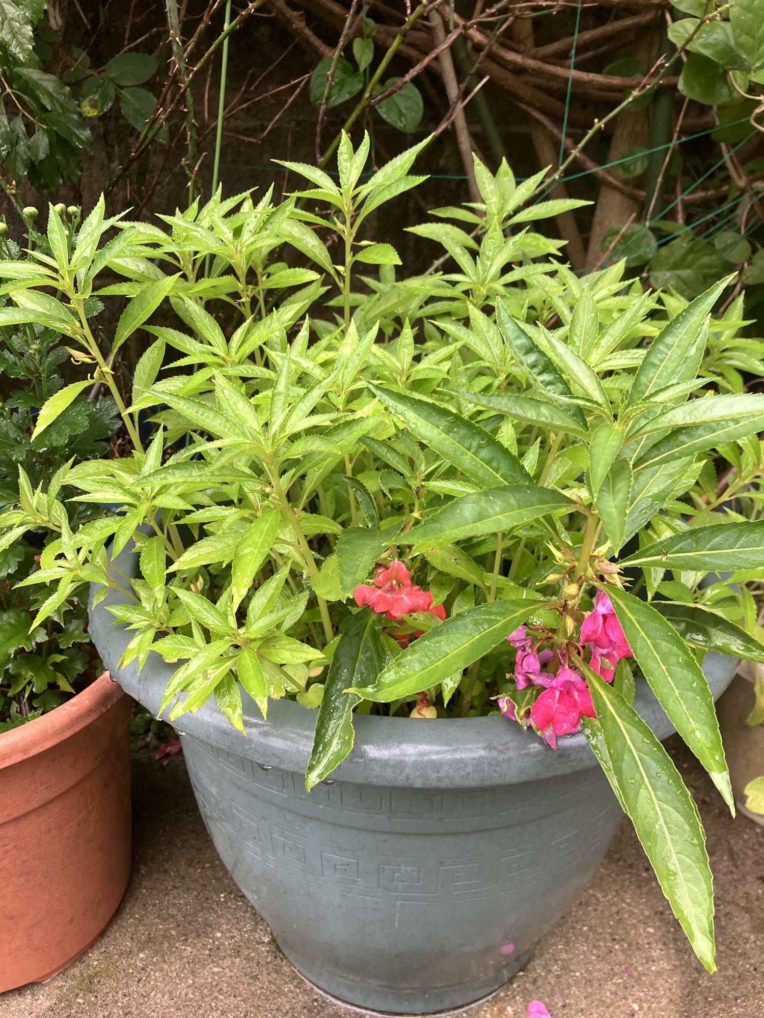 鳳仙花　４月２２日（月）
