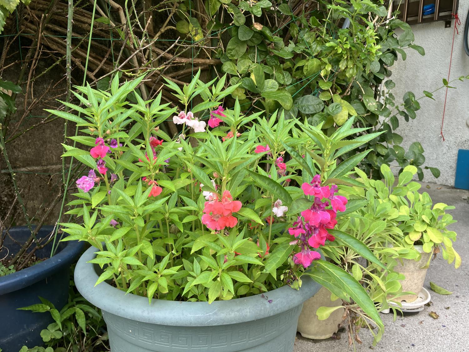 鳳仙花　４月３０日（水）