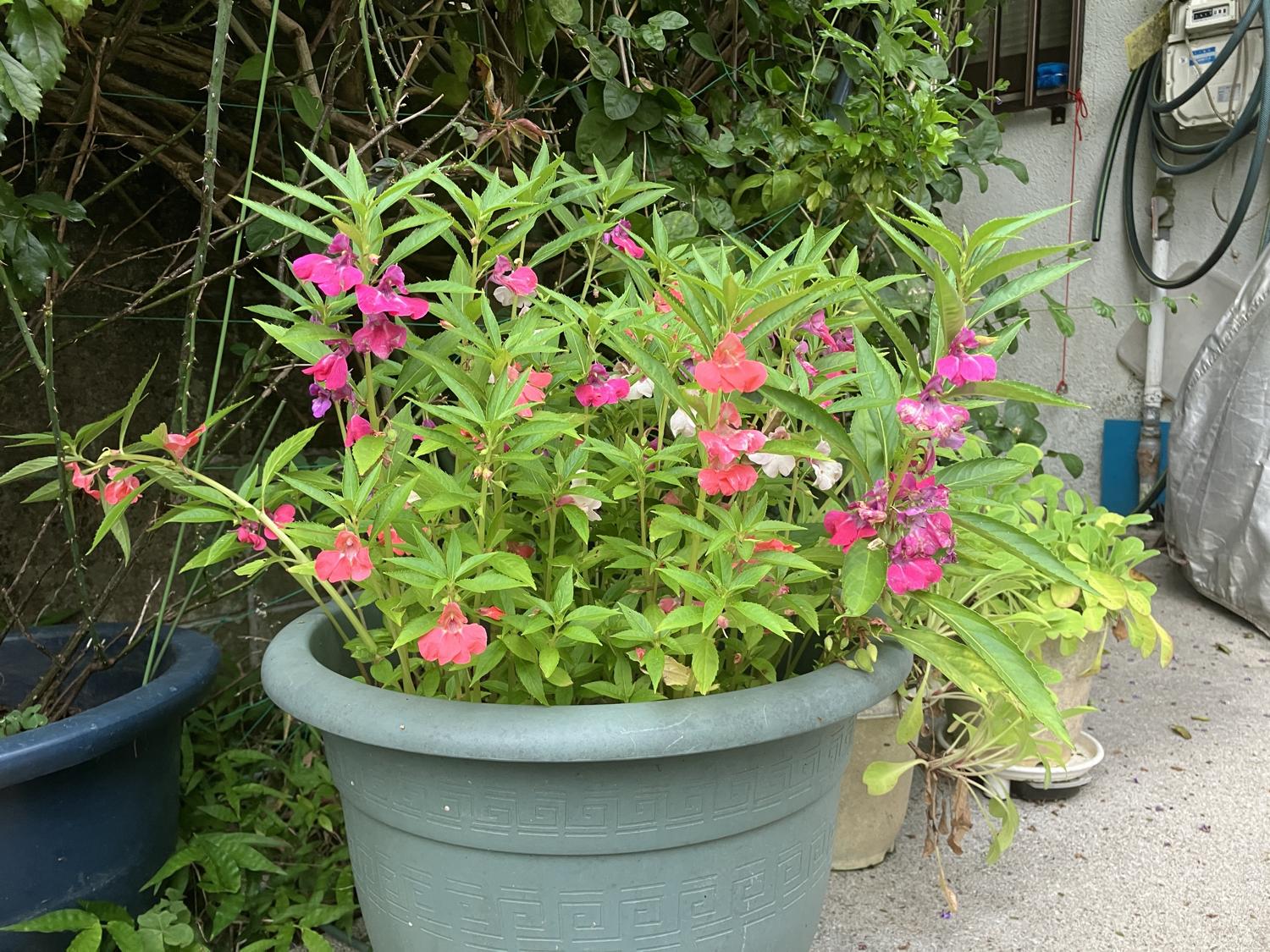 鳳仙花　５月０４日（日）