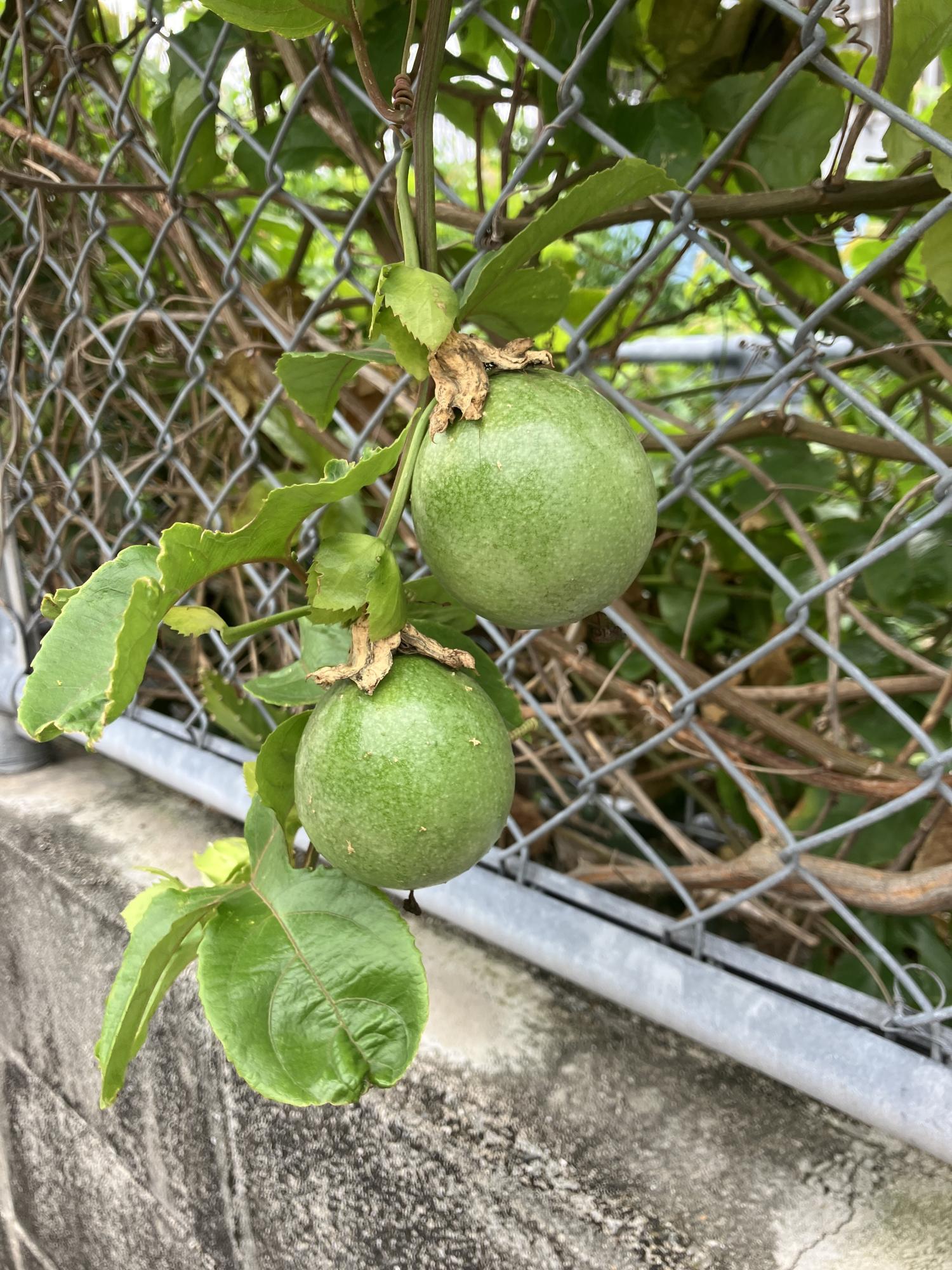 今年のパッションフルーツ