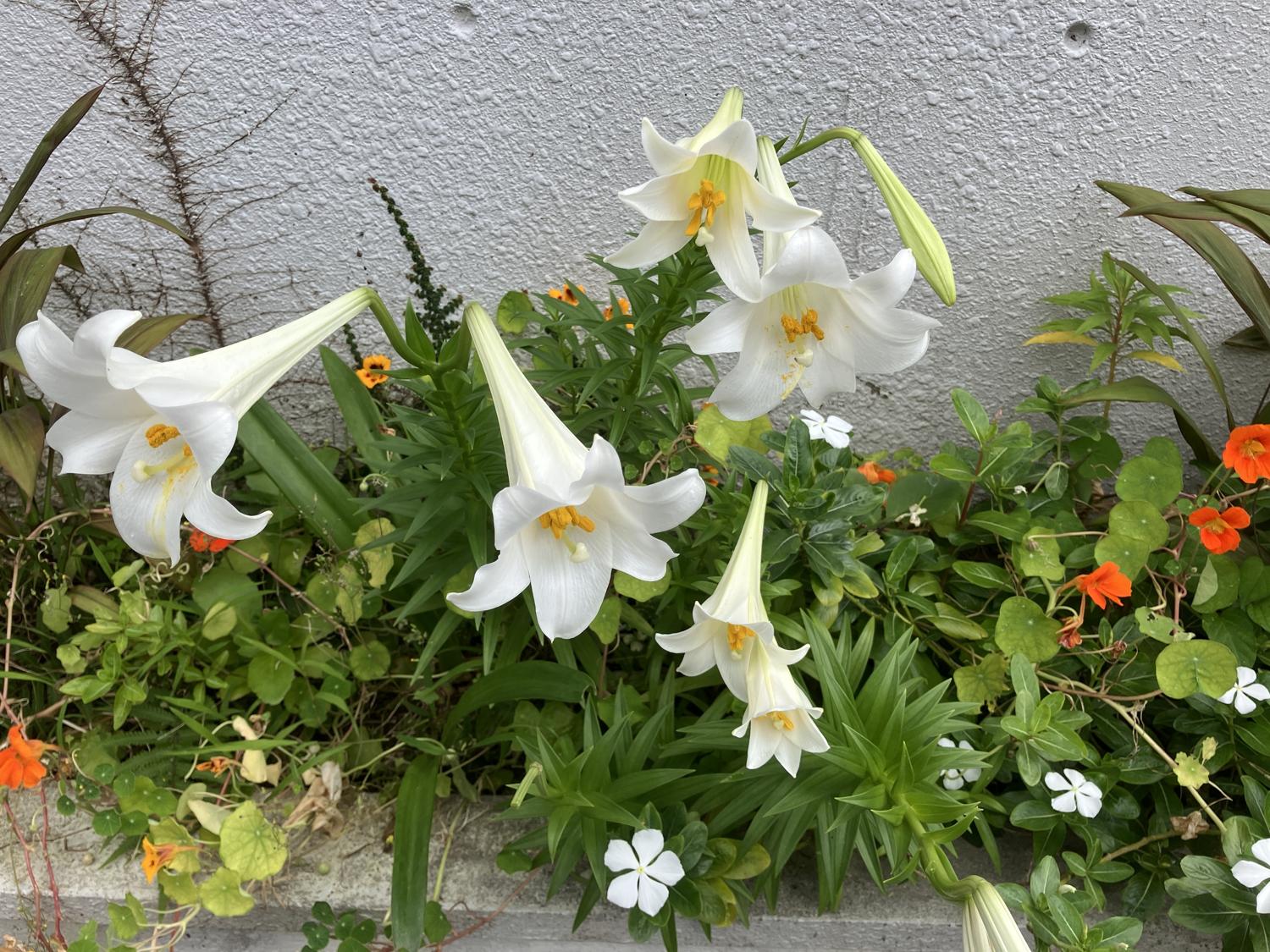 達磨寺の正面の向いの家の百合の花