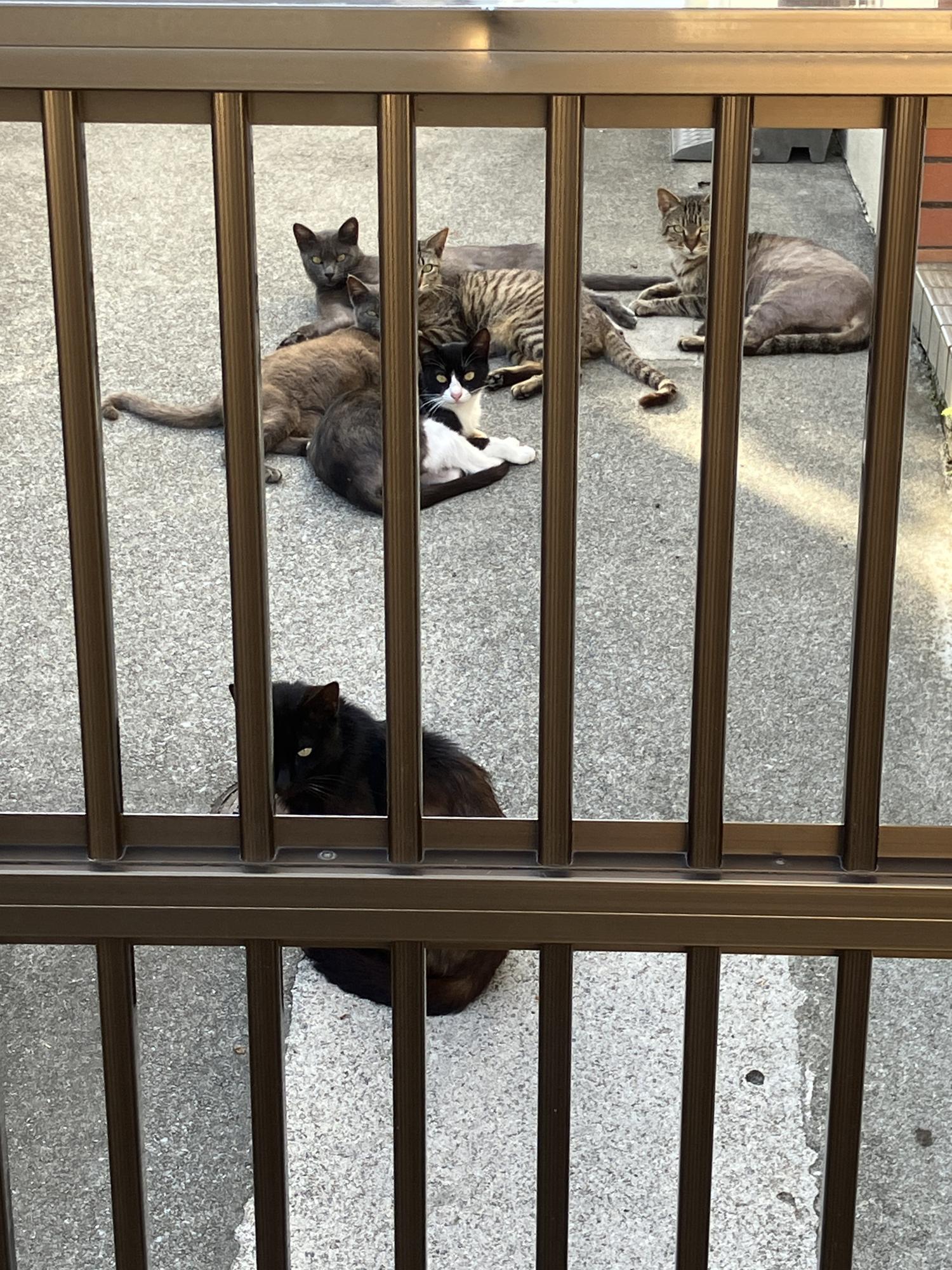 六匹の猫