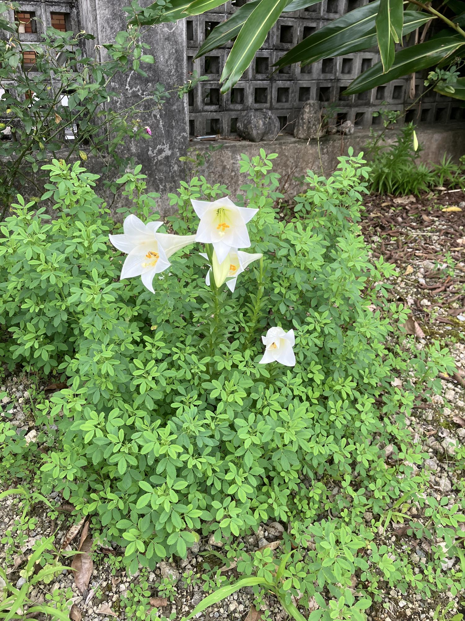百合の花