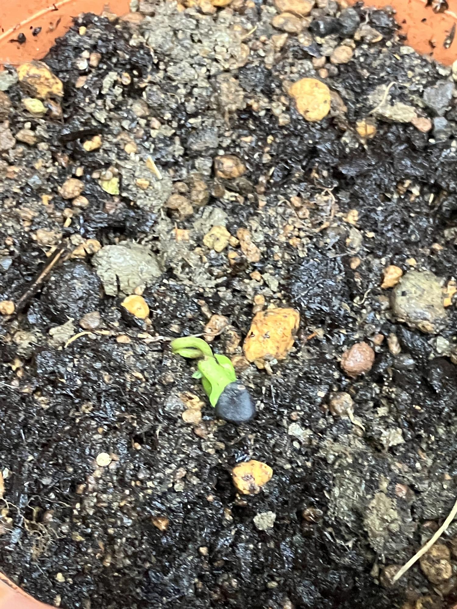 バタフウライピーの芽