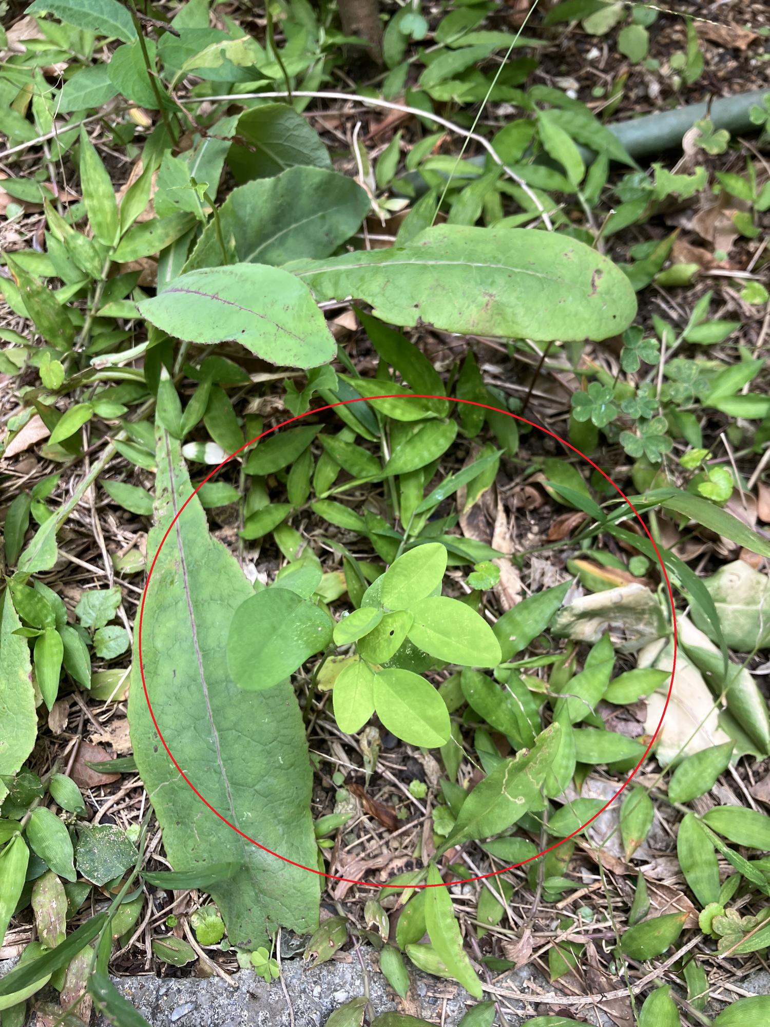 種から芽がでてた