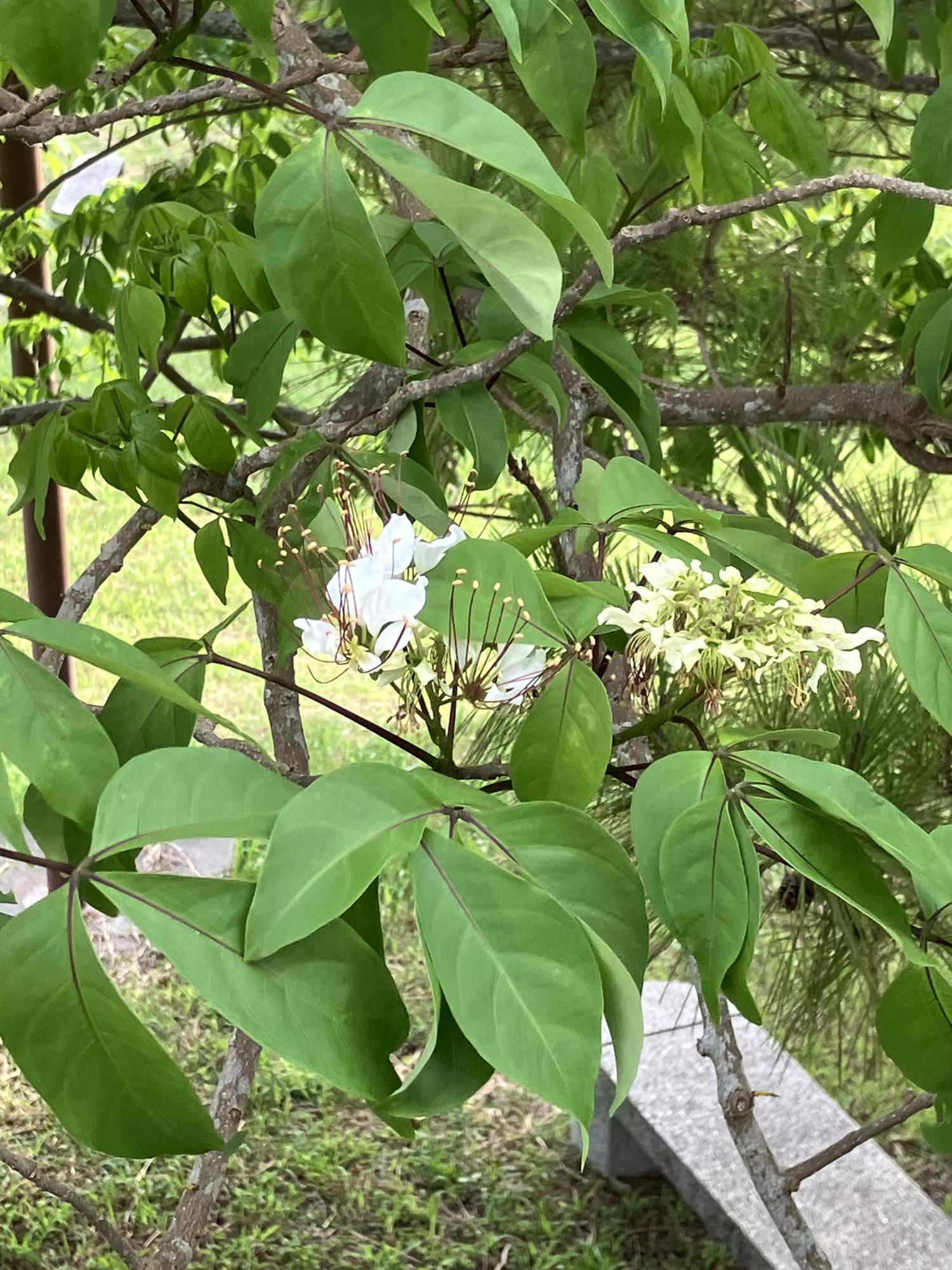 ツマベニチョウの植樹　ギョボク