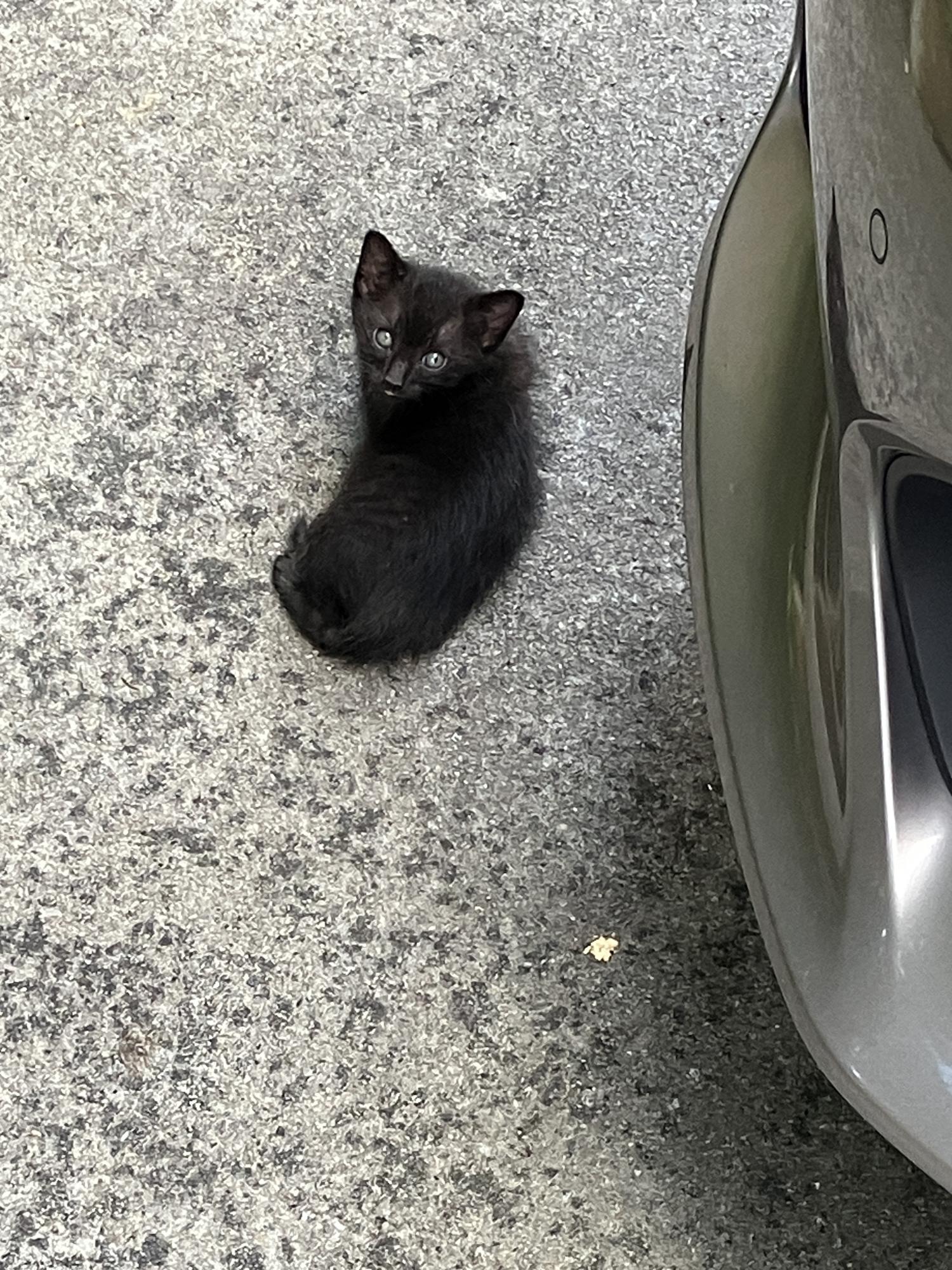 家の駐車場にいる子猫