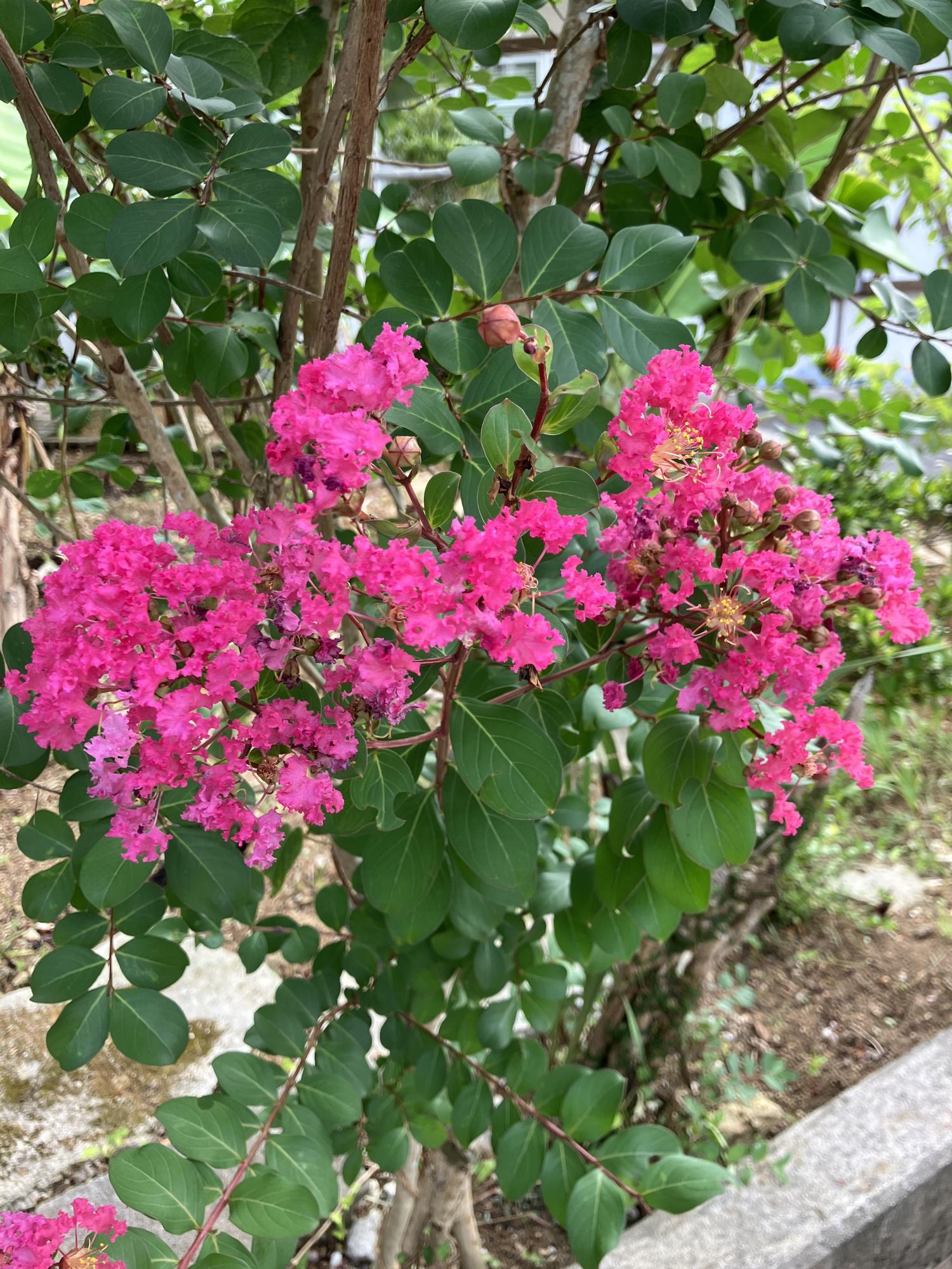 夏の花　百日紅（サルスベリ）