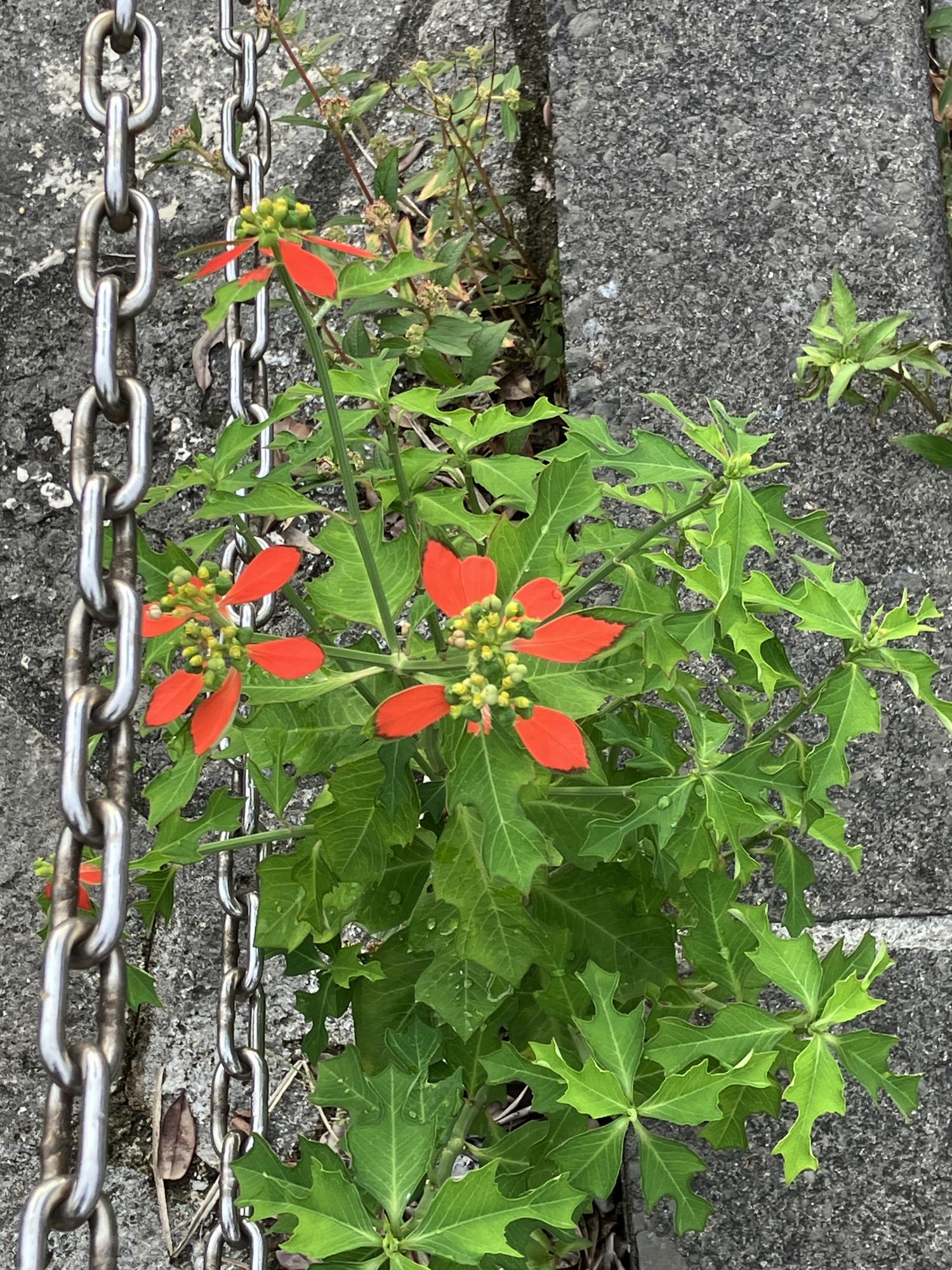 歩道の花　ショウジョウソウ(猩々草)