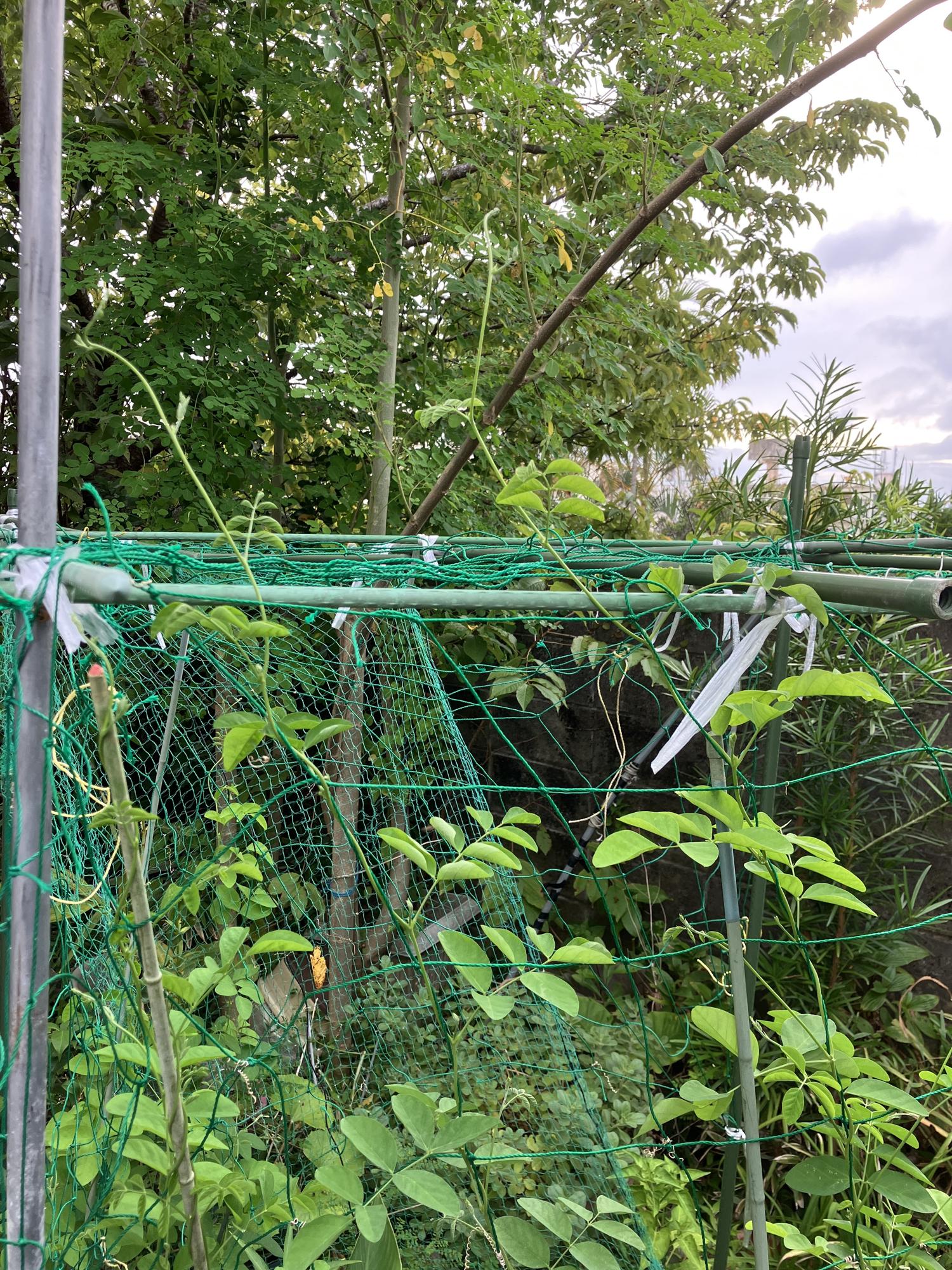 バタフライピーは、順調に伸びている