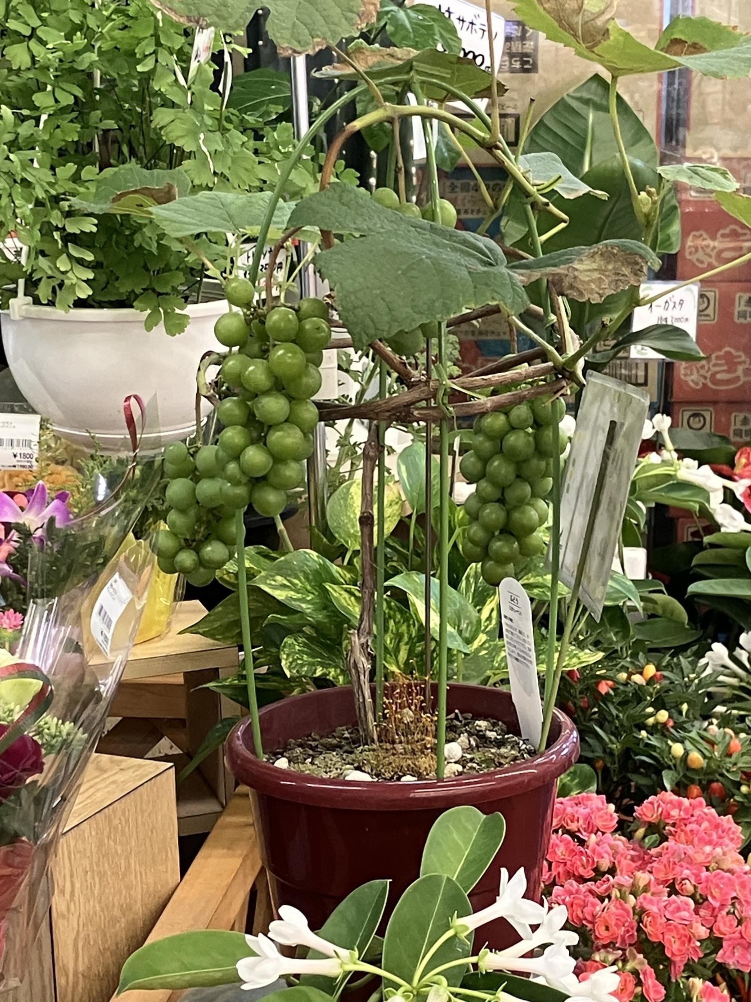 花屋さんの３，５００円のブドウ
