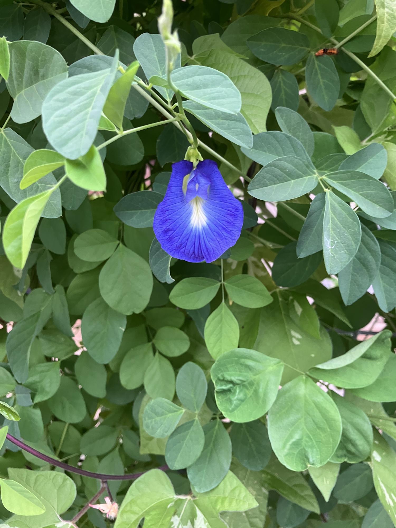 バタフライピーの花