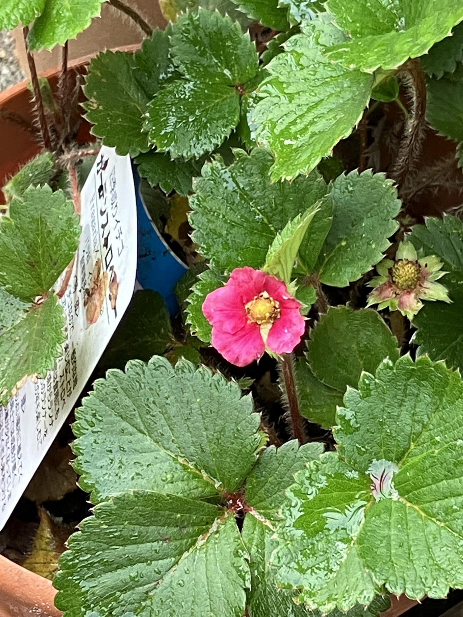 赤いイチゴの花