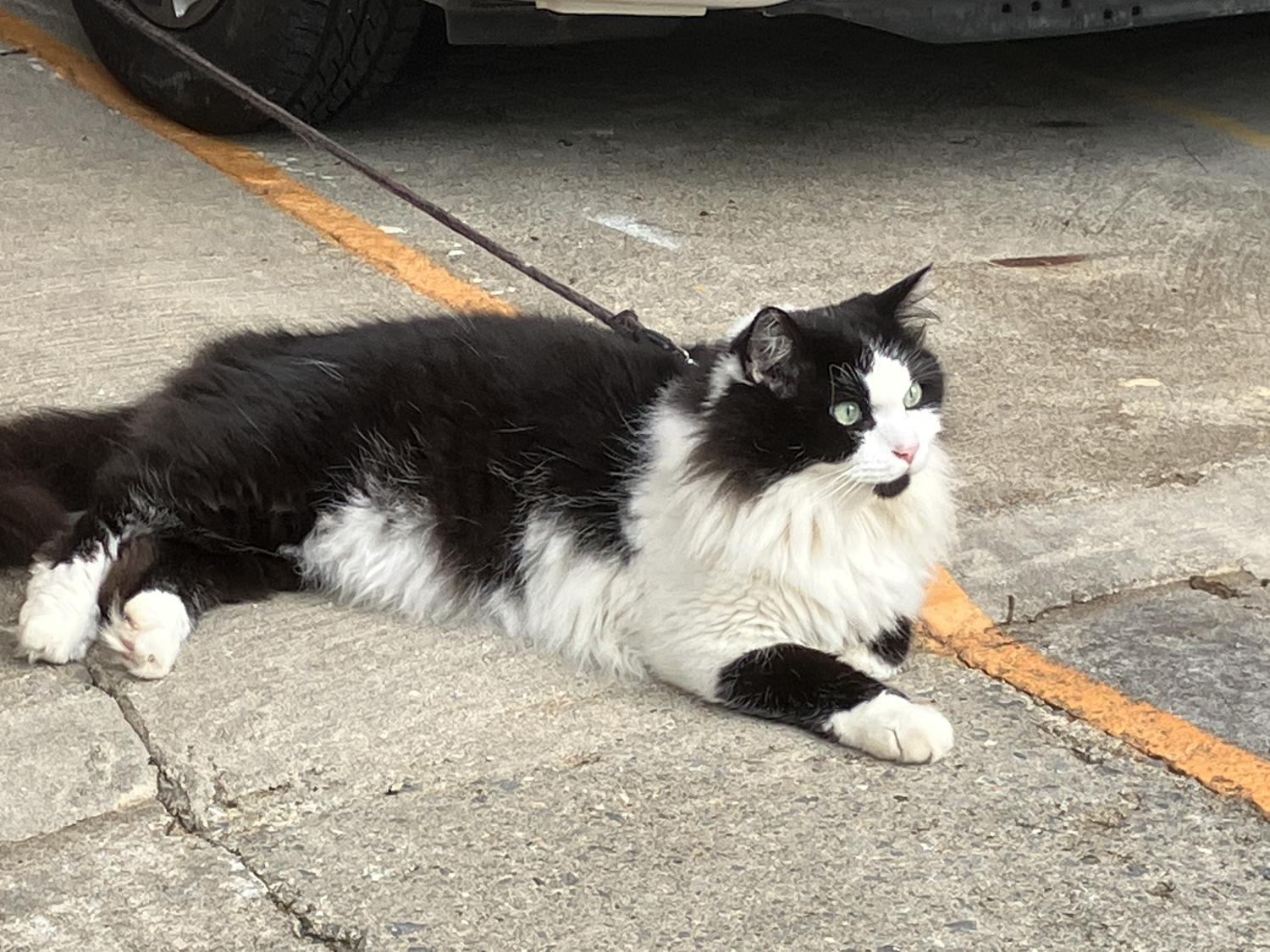 リードでつながれた猫