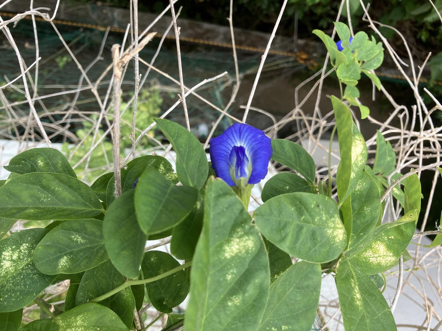 ベランダのバタフライピーの花１