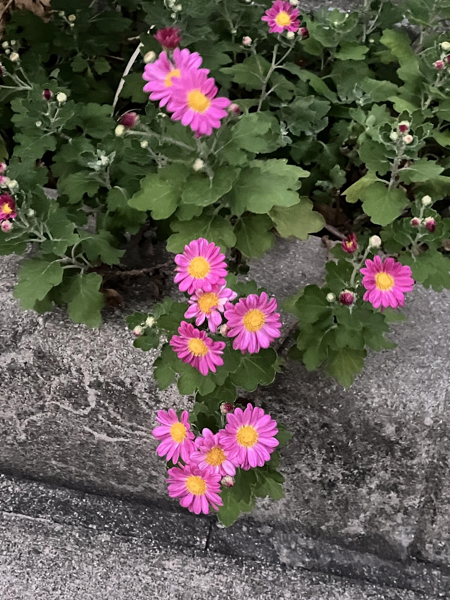 菊の花が咲く季節