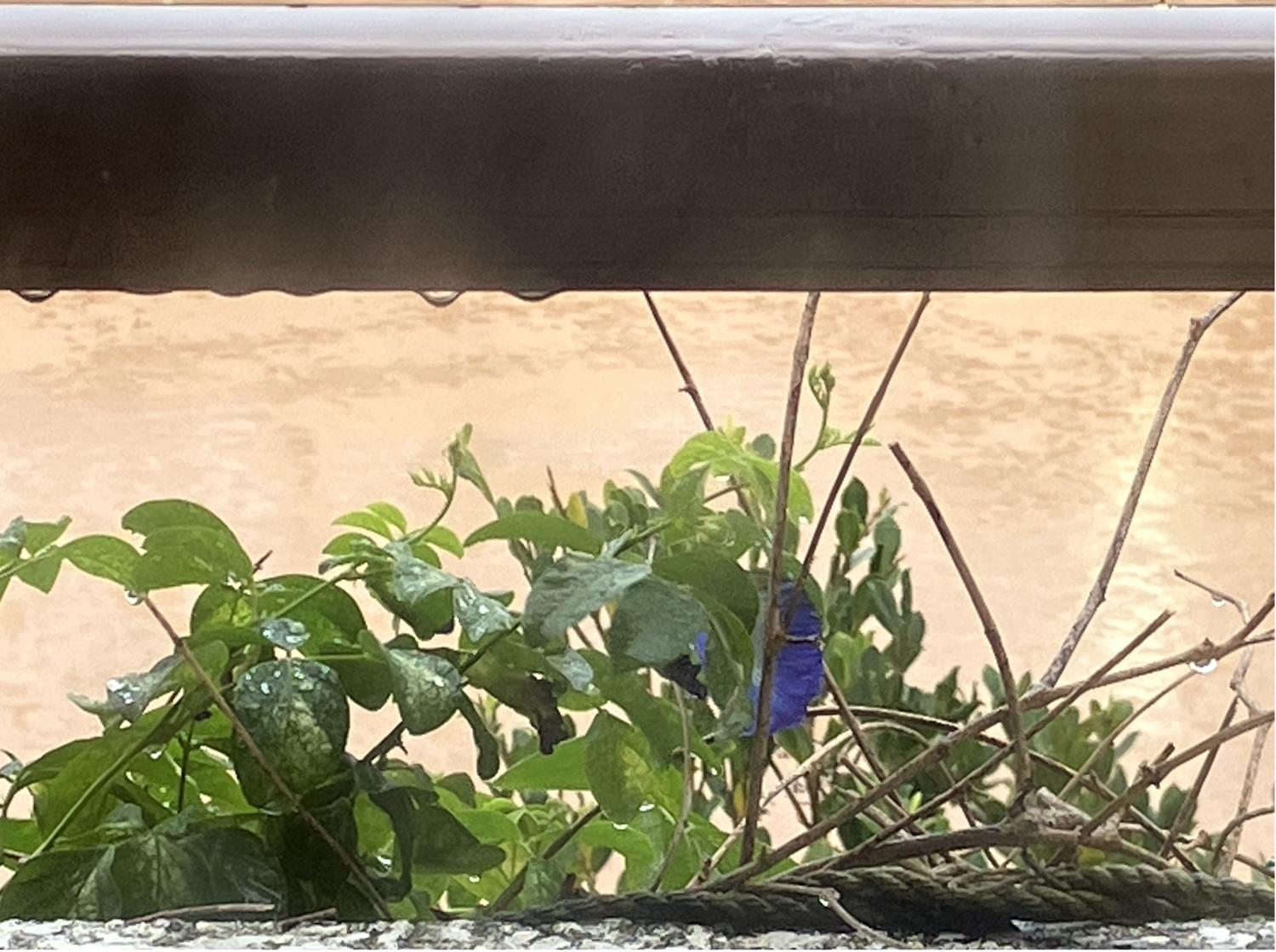 雨のバタフライピーの花