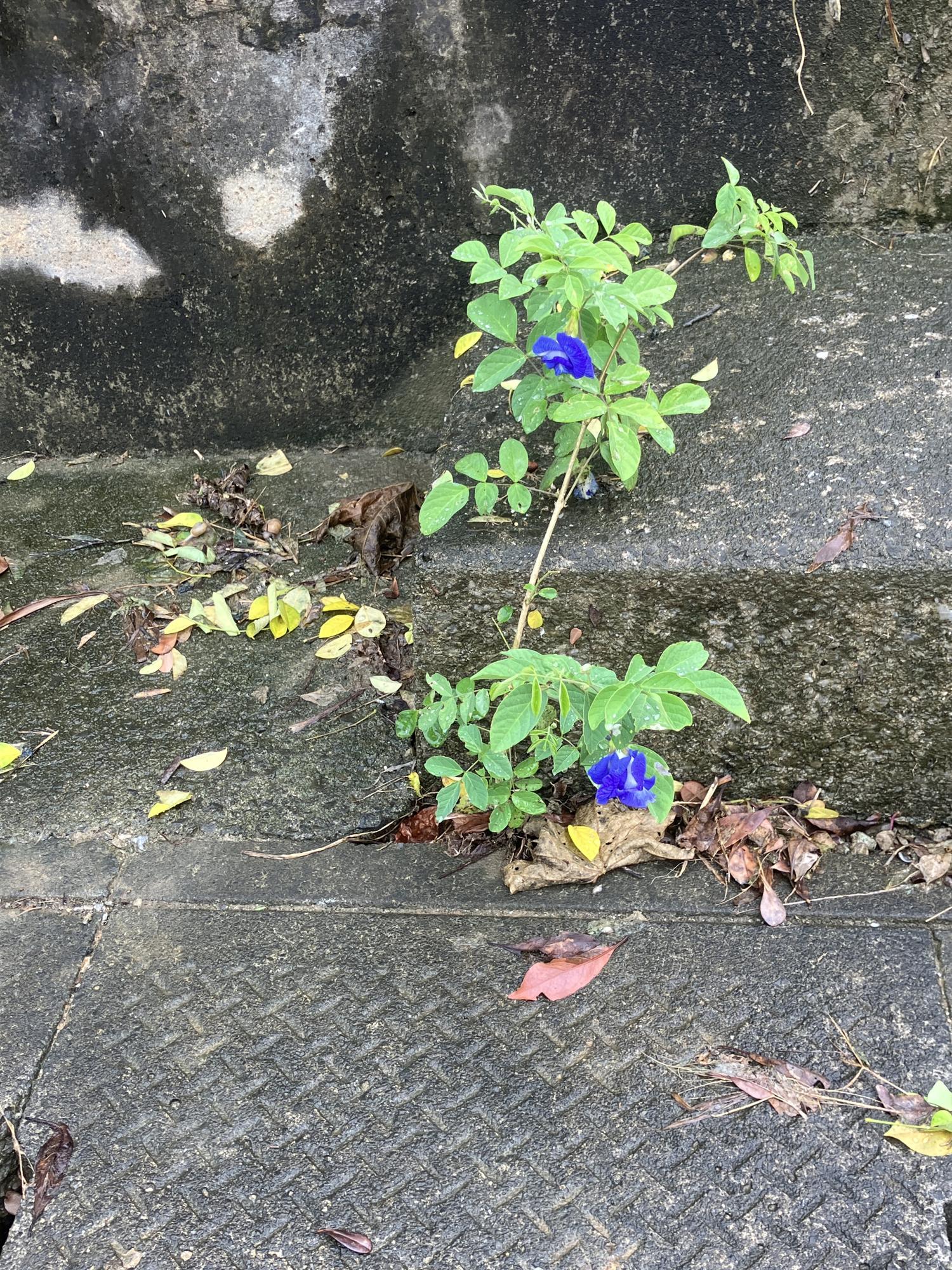 霊園で咲くバタフライピーの花