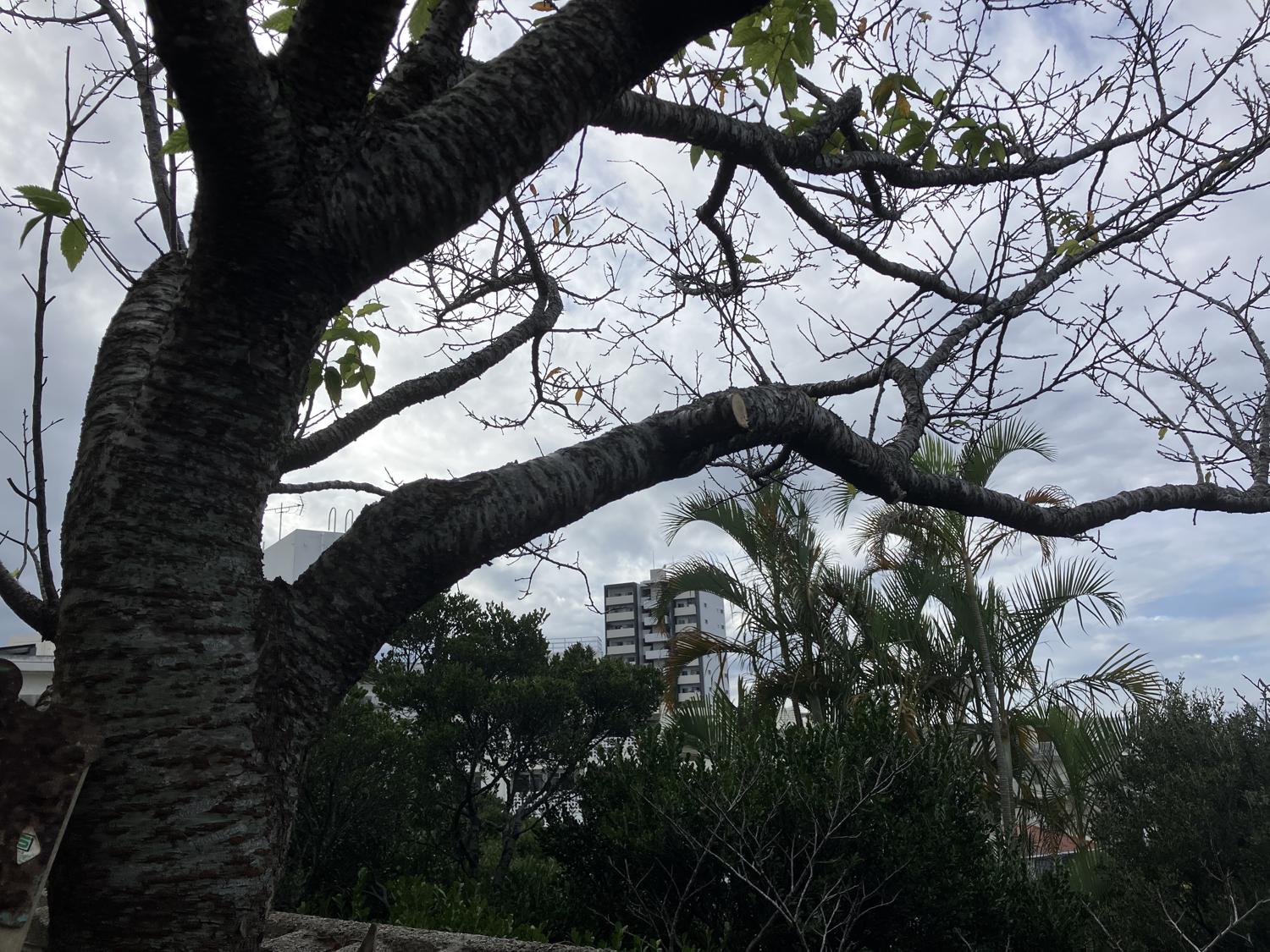 切った後の右側