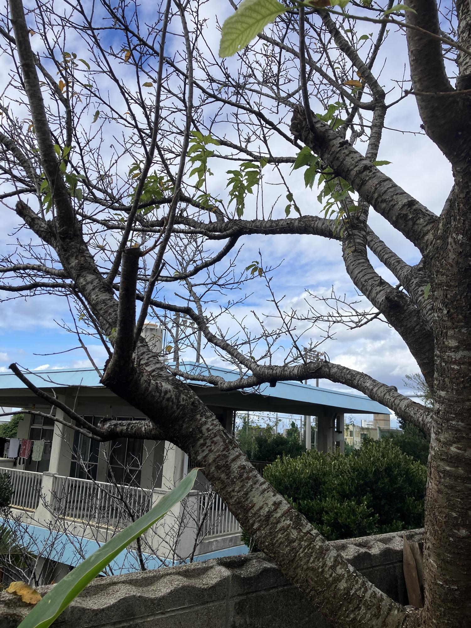 切った後の左側