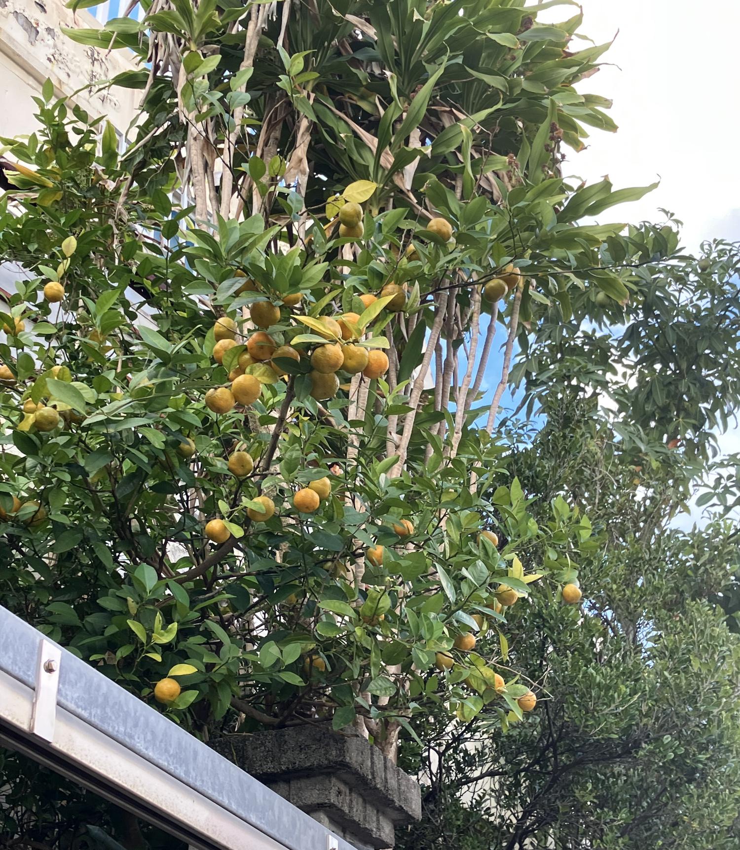 シィークヮーサーの熟れた実