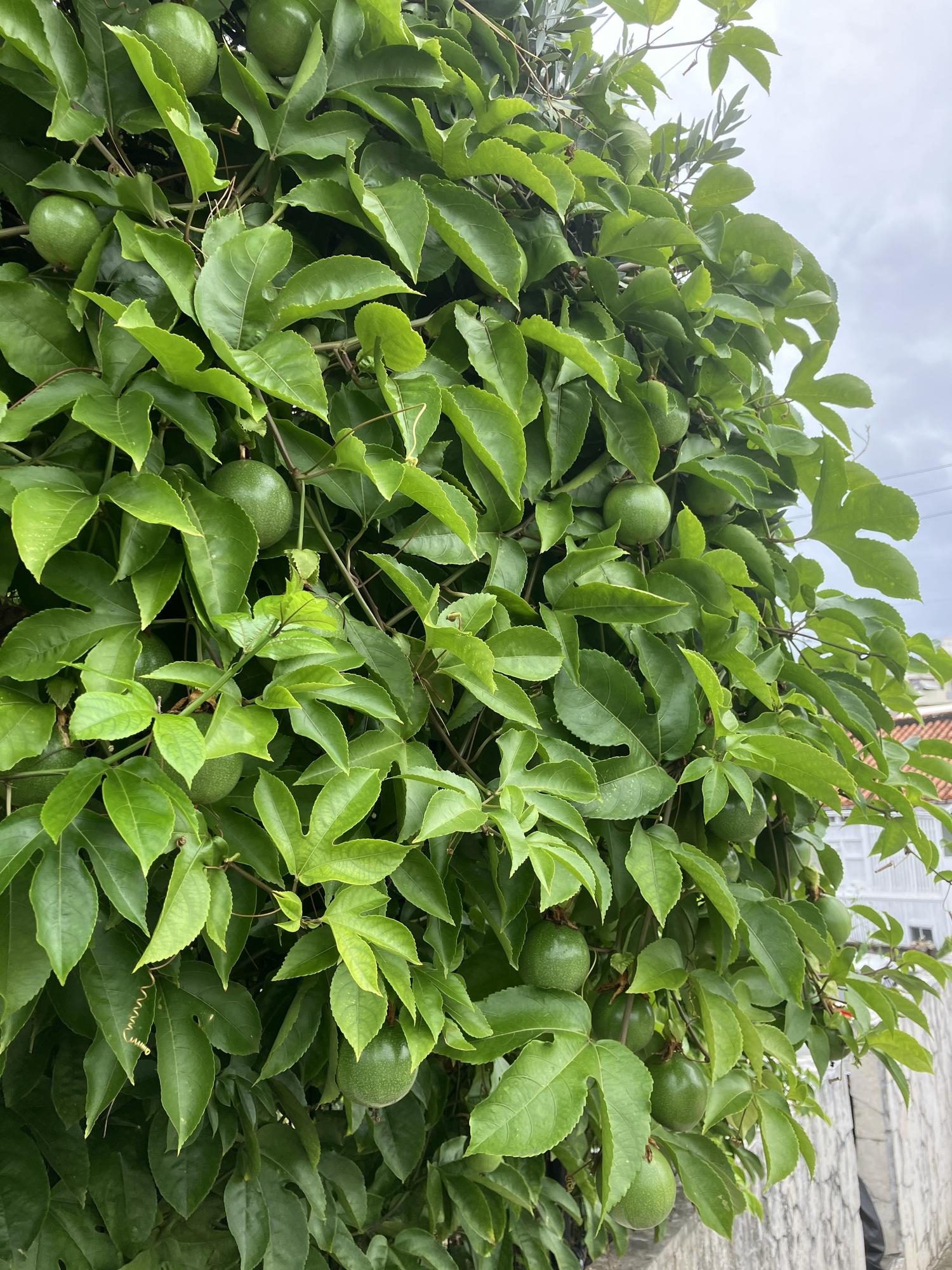 正月のパッションフルーツ