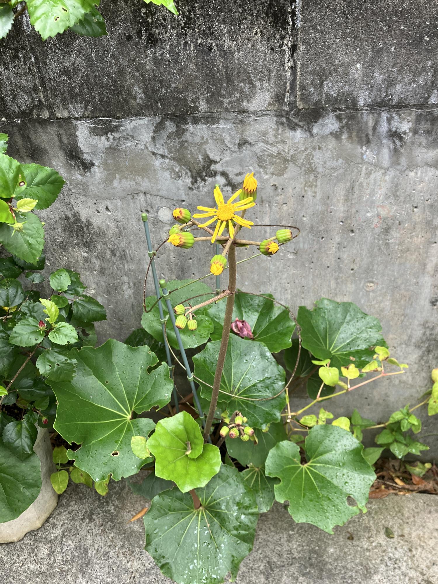 家のツワブキの花