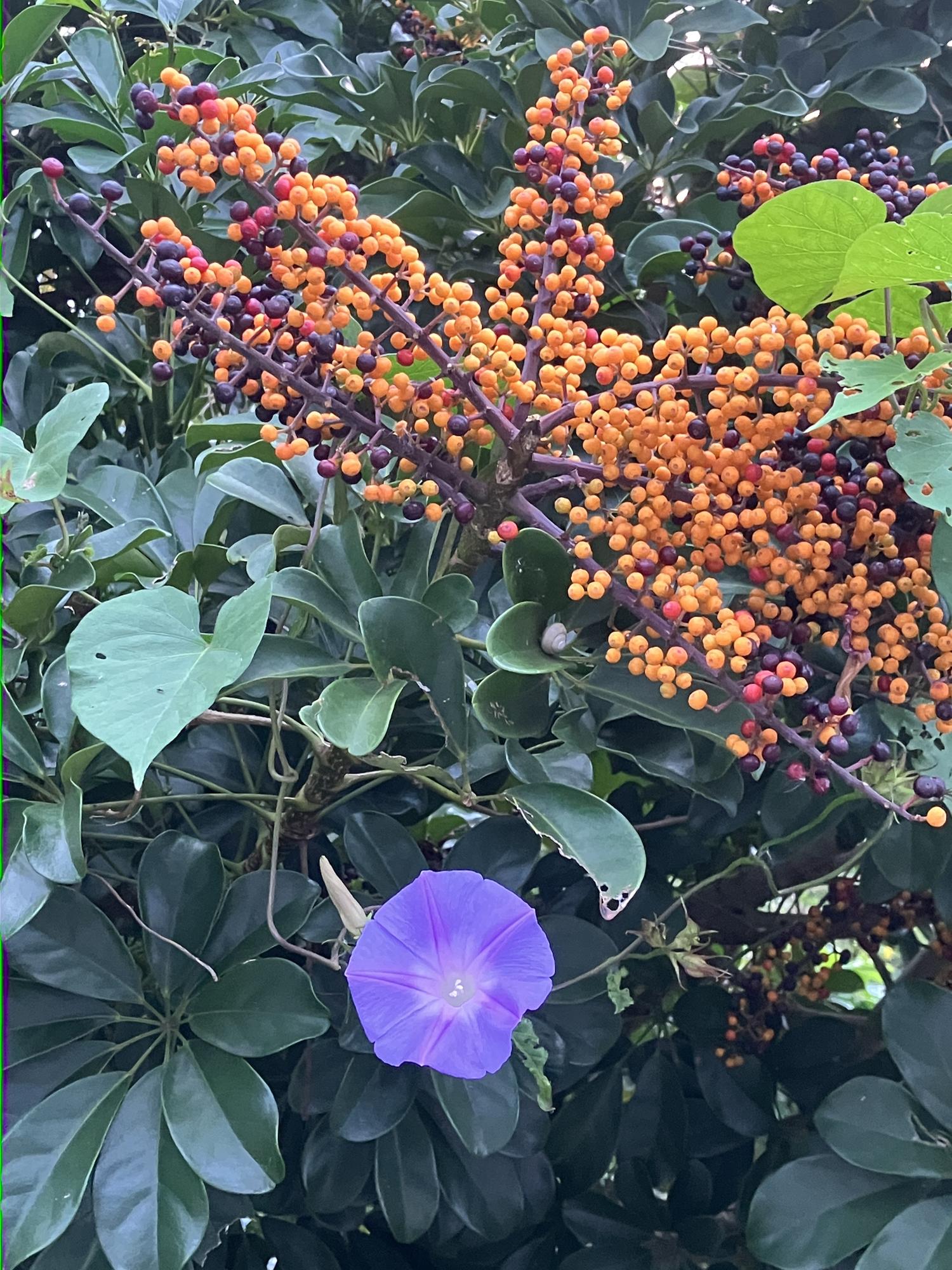 ホンコンカポックとリュウキュウ朝顔