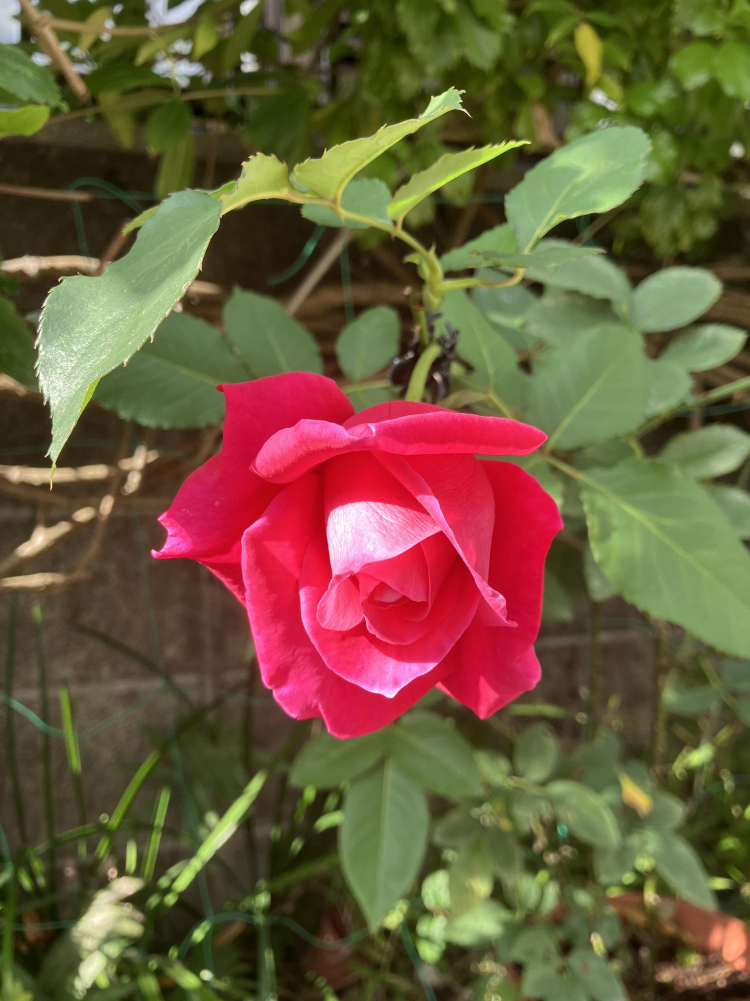 日差しがあたる薔薇