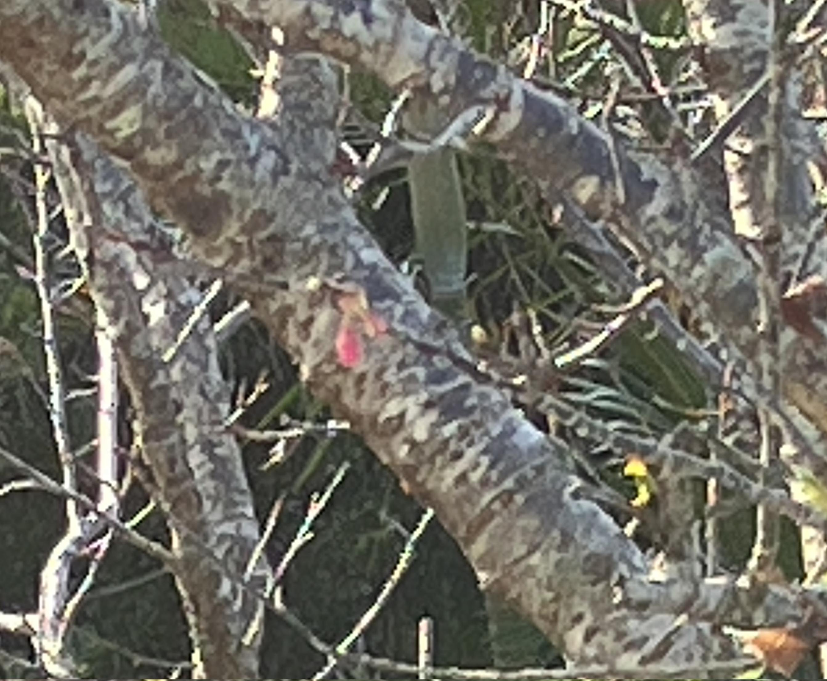 桜の花のつぼみ