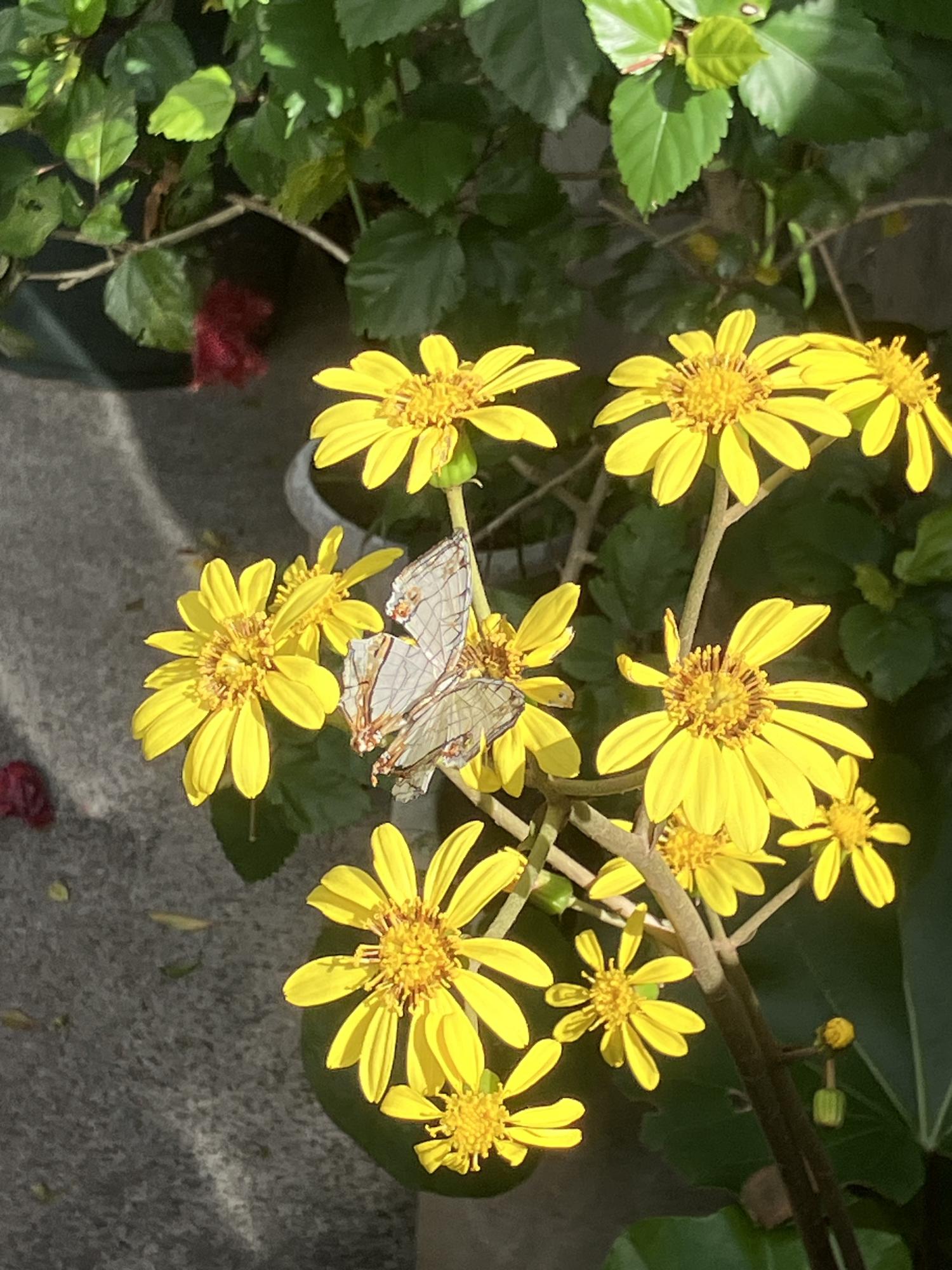 ツワブキの花に石垣蝶