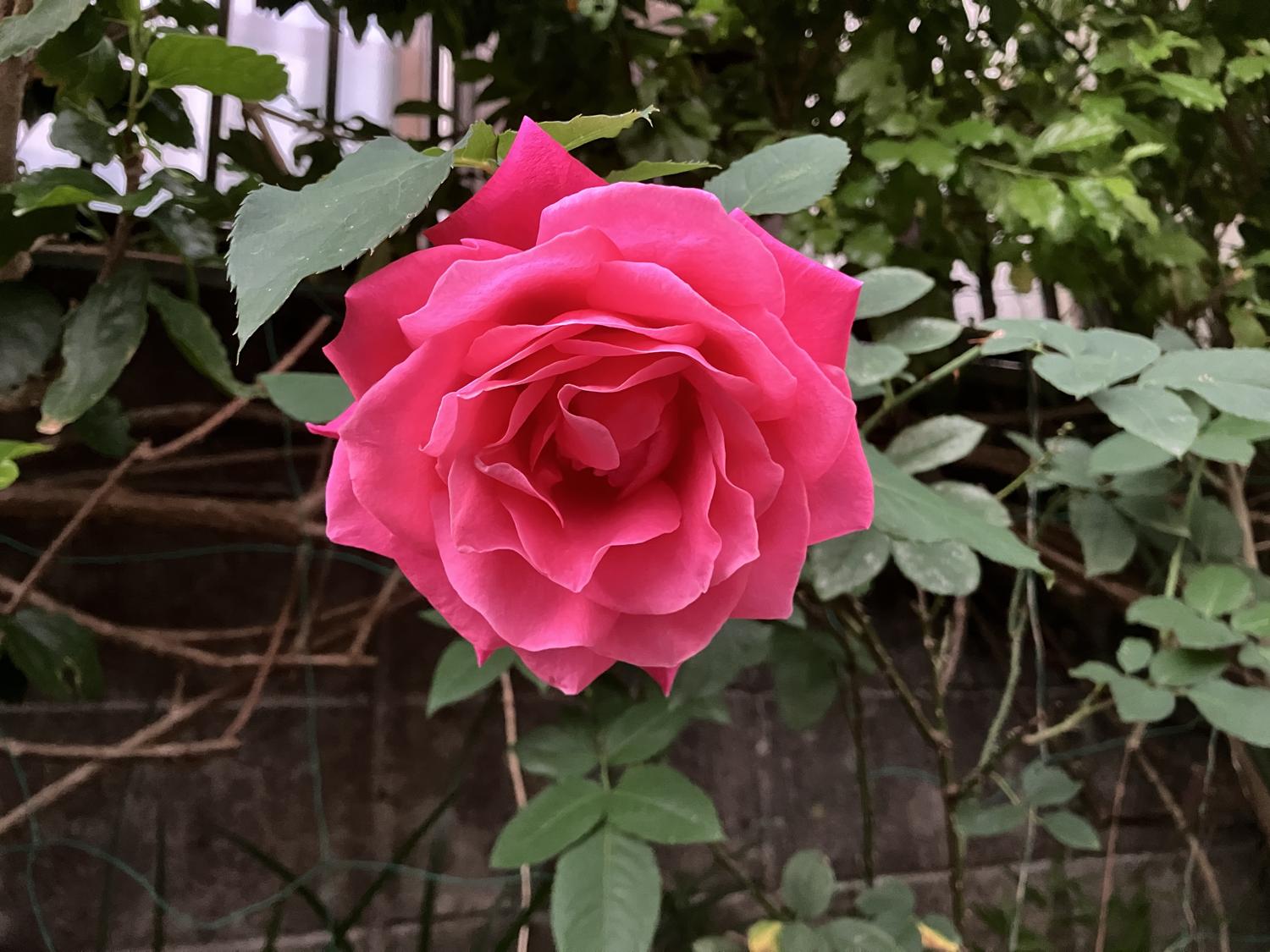 開きった薔薇の花