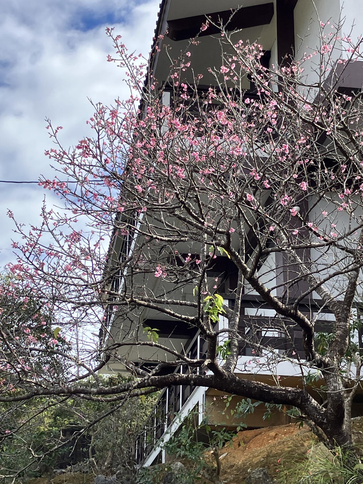 永代供養の寺　桜が咲いていた