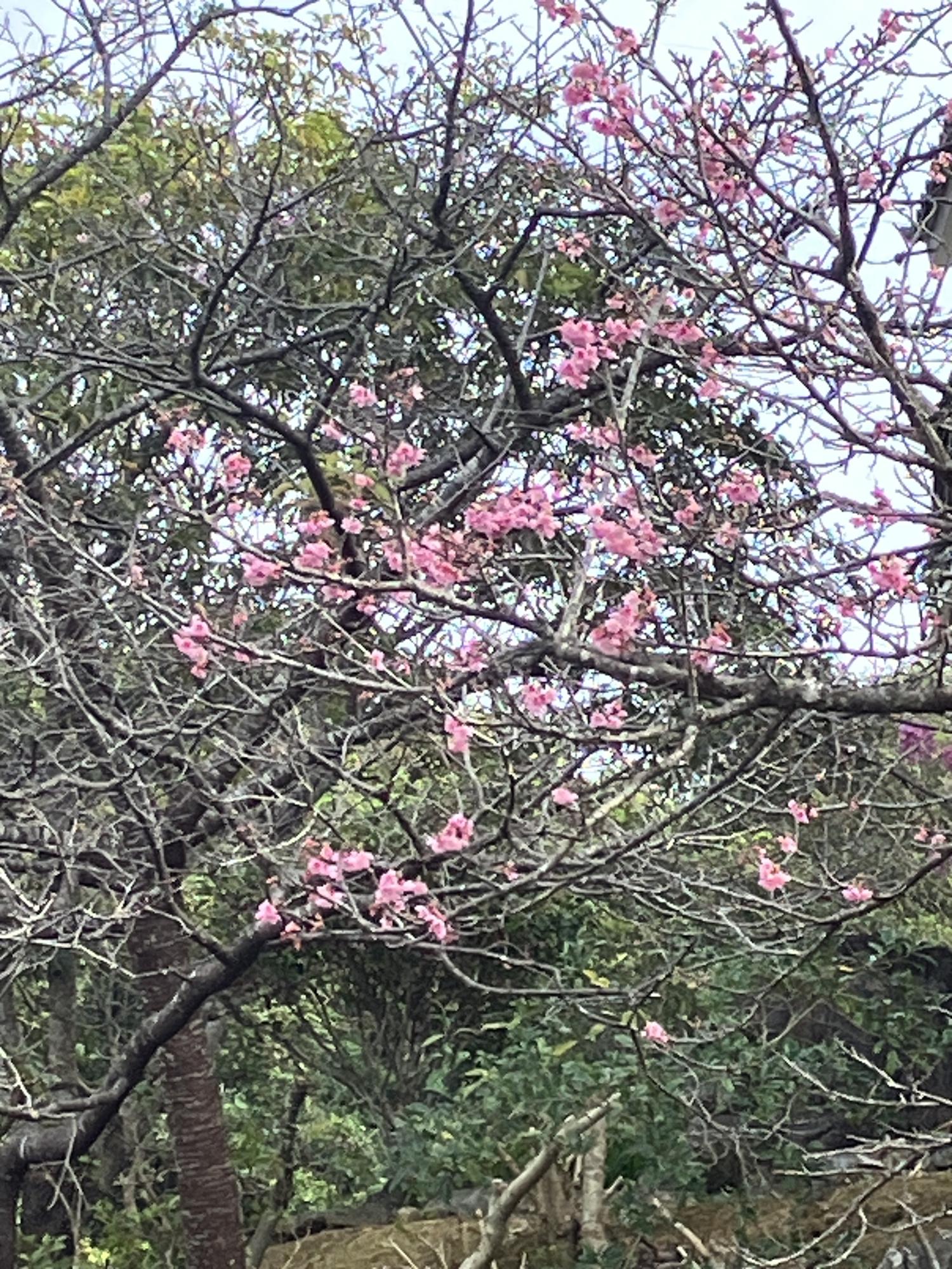 さすが山原の桜