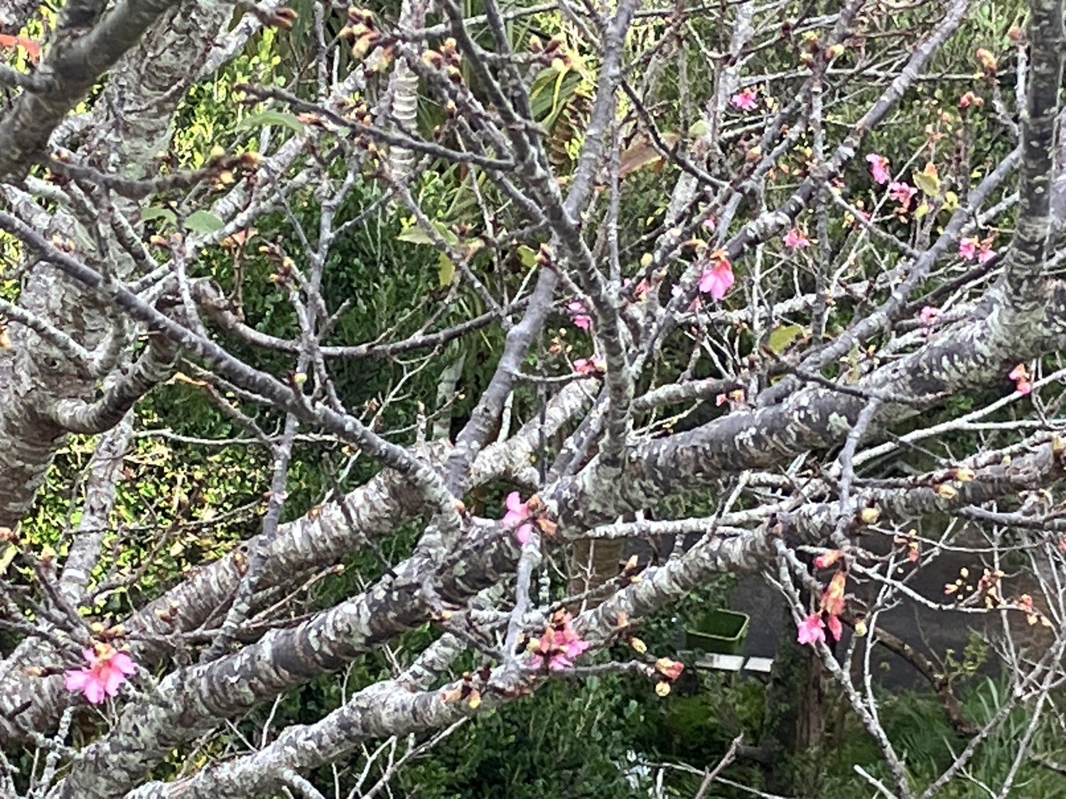 少しずつ咲いている桜