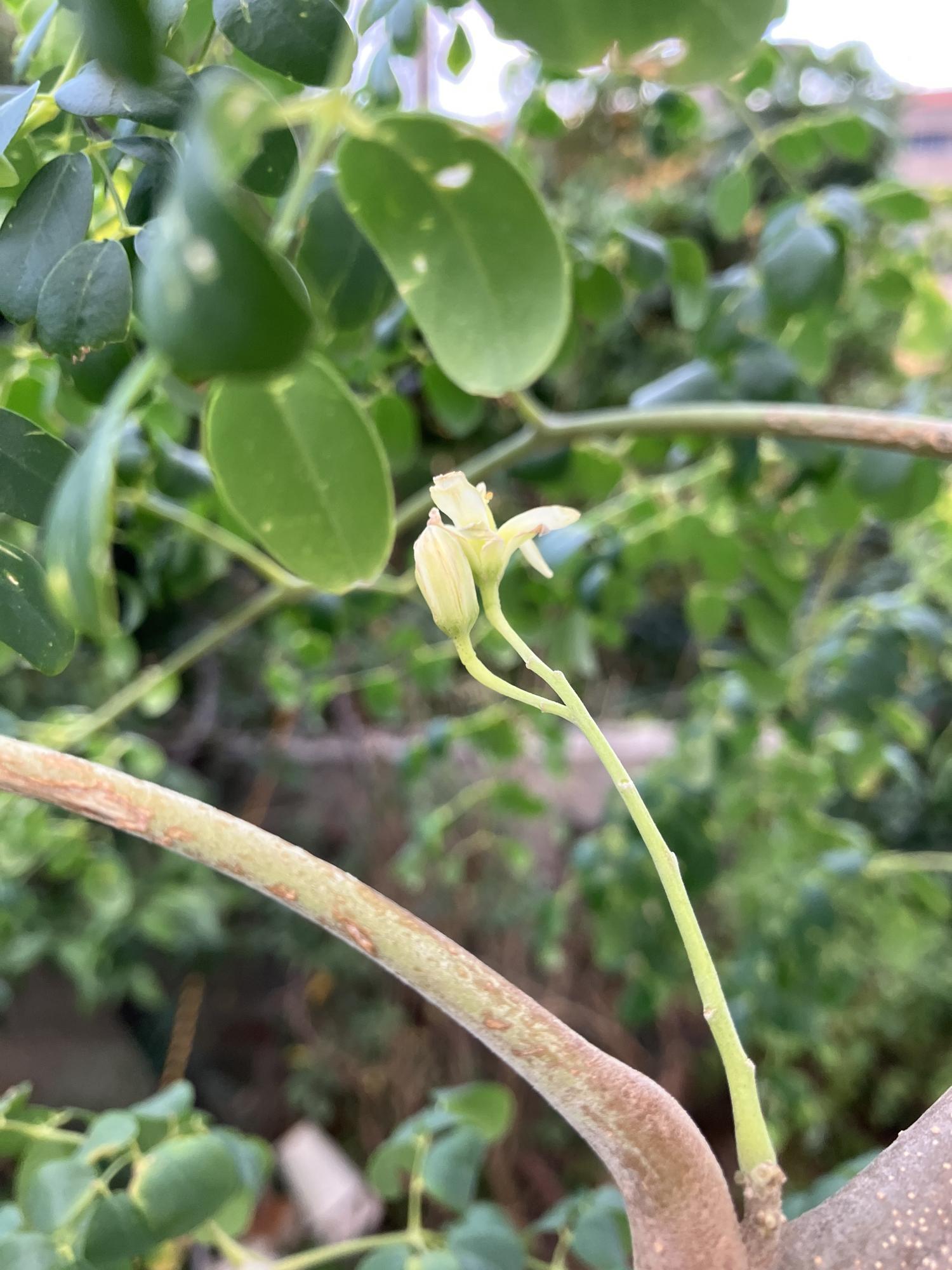 モリンガの花１