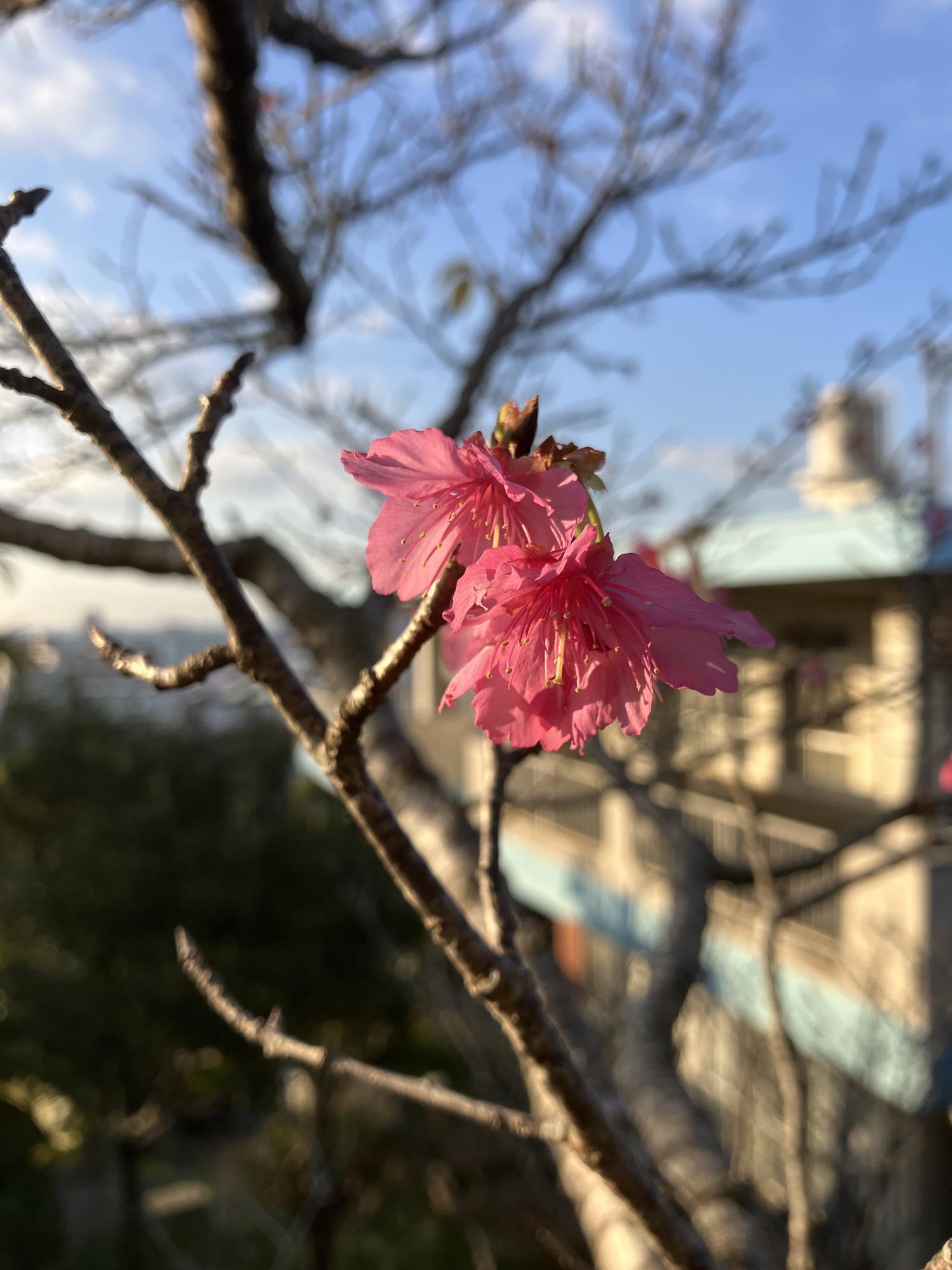 桜の花１