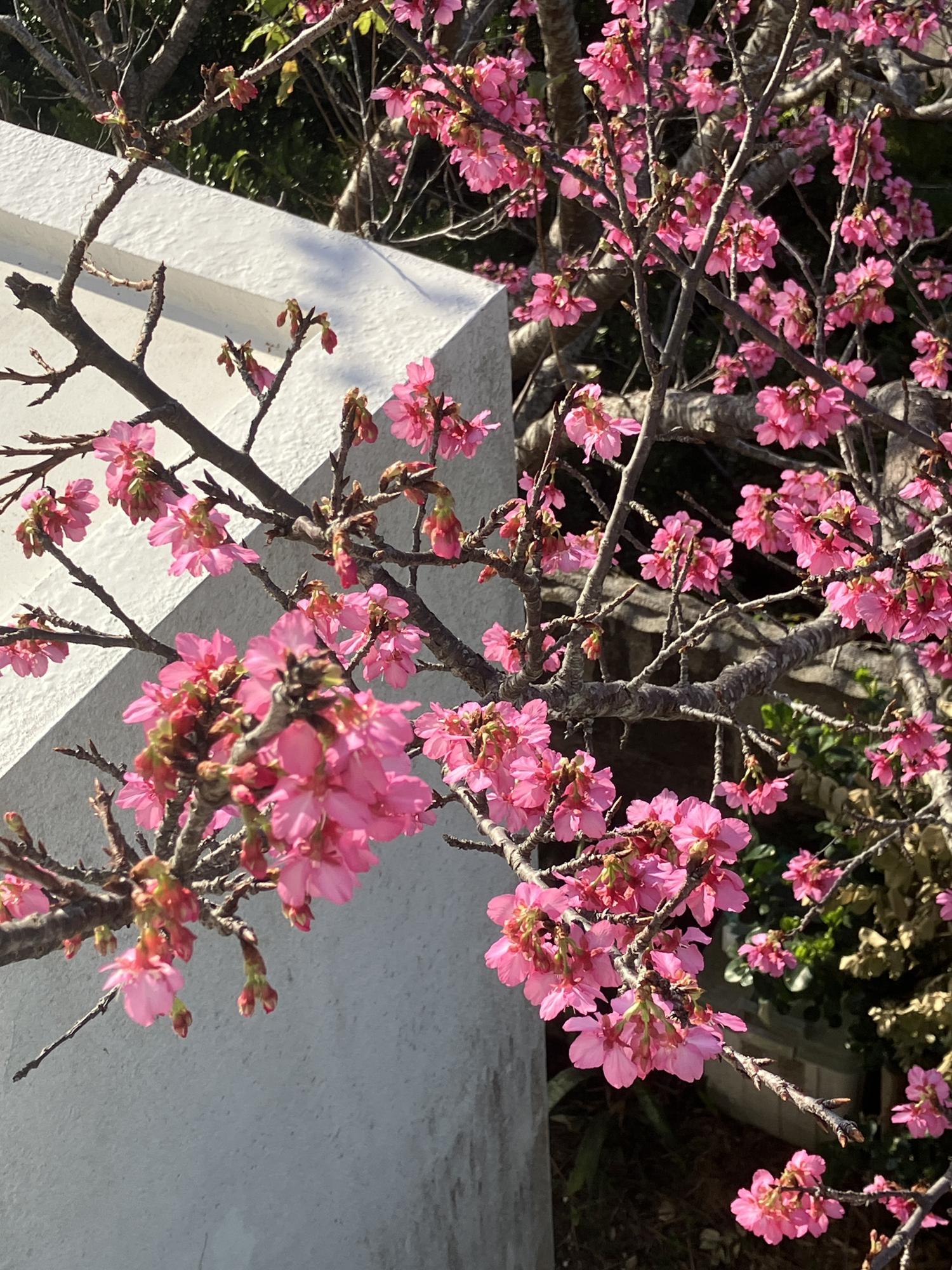 ベランダから見る桜